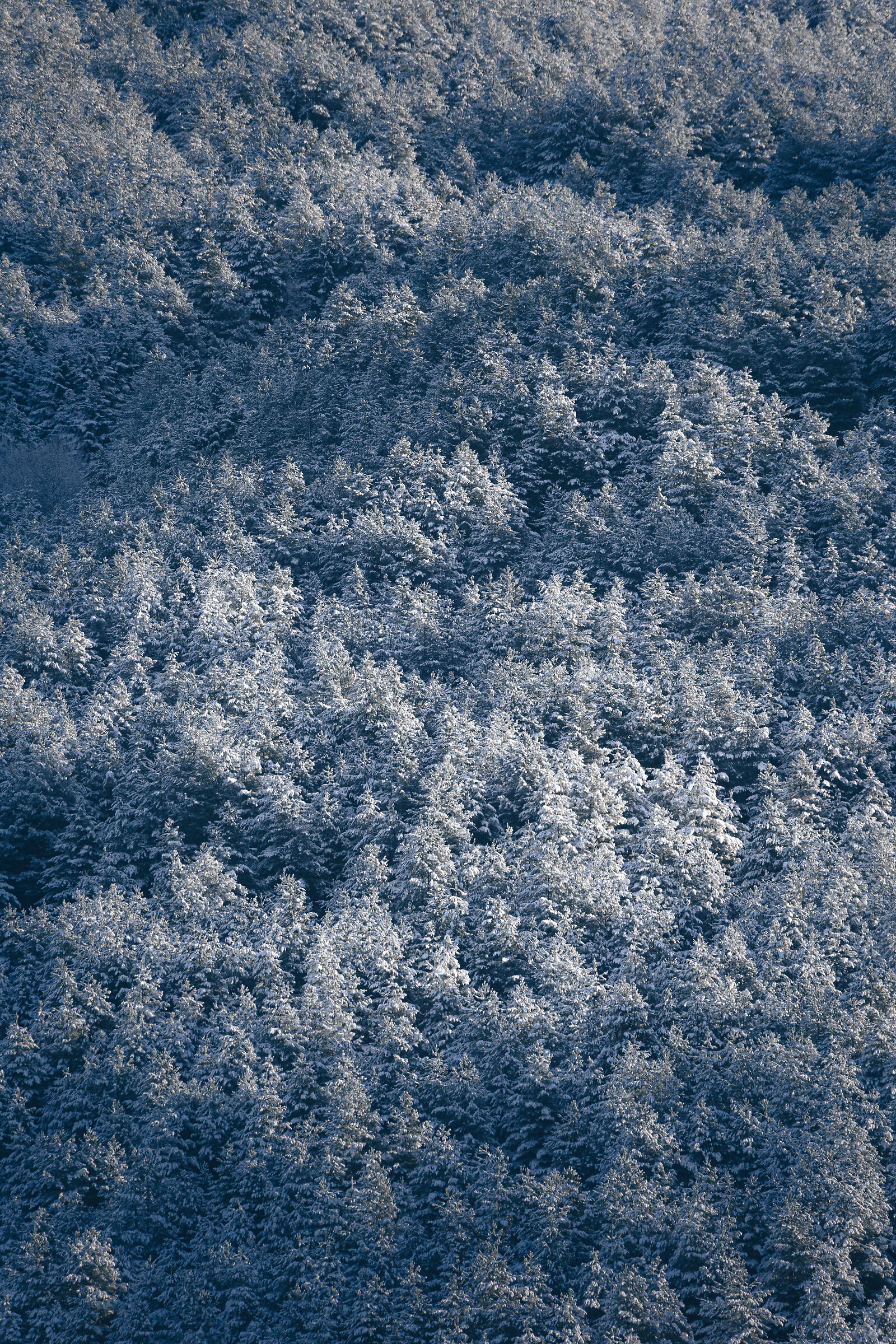 Texture boschiva