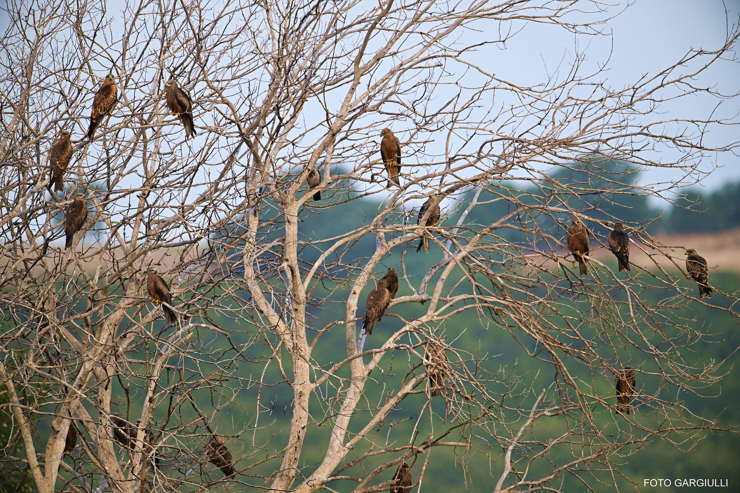 Black Kite Roost