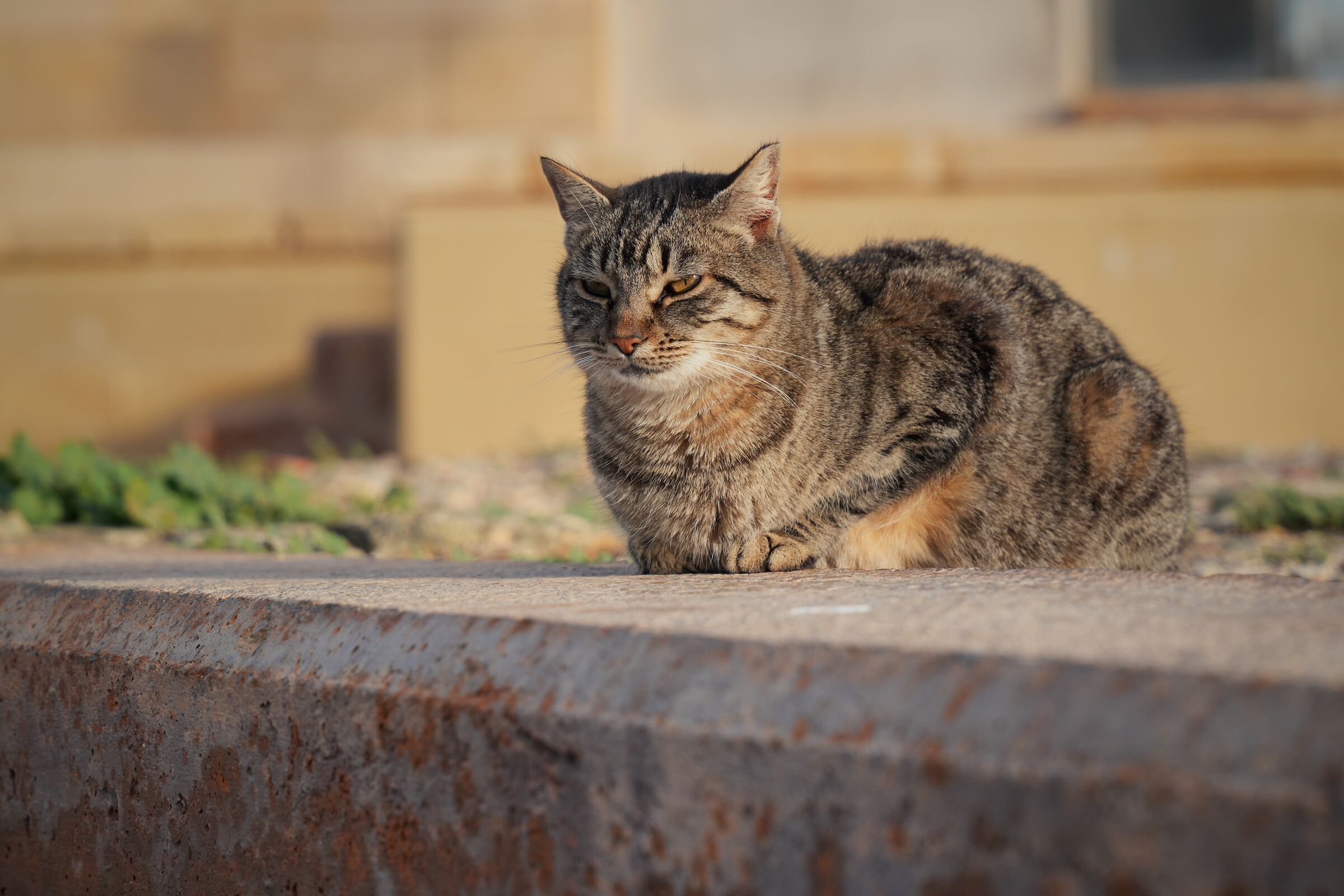 Gatto a Tabarca