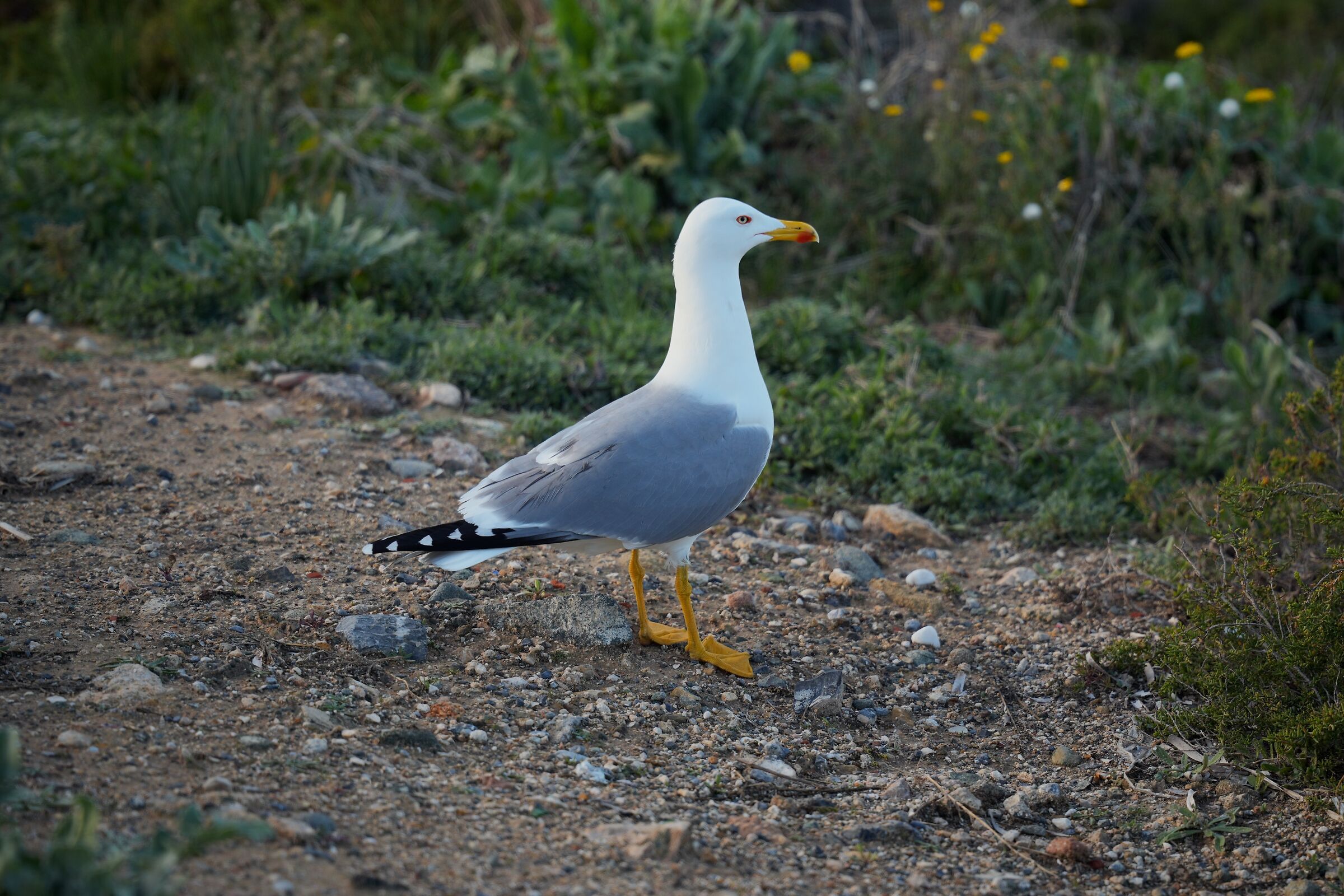 Gabbiano