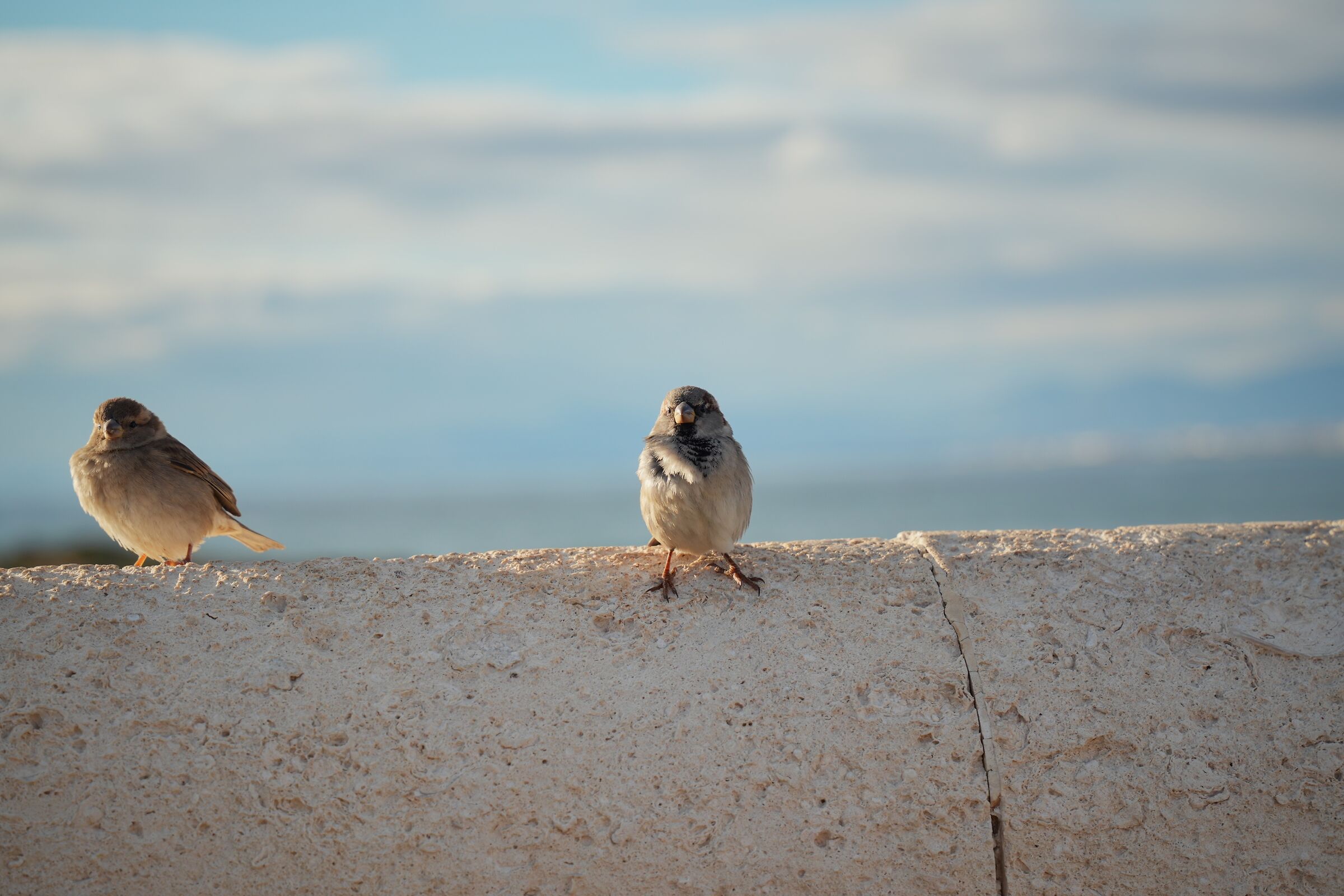 Passero