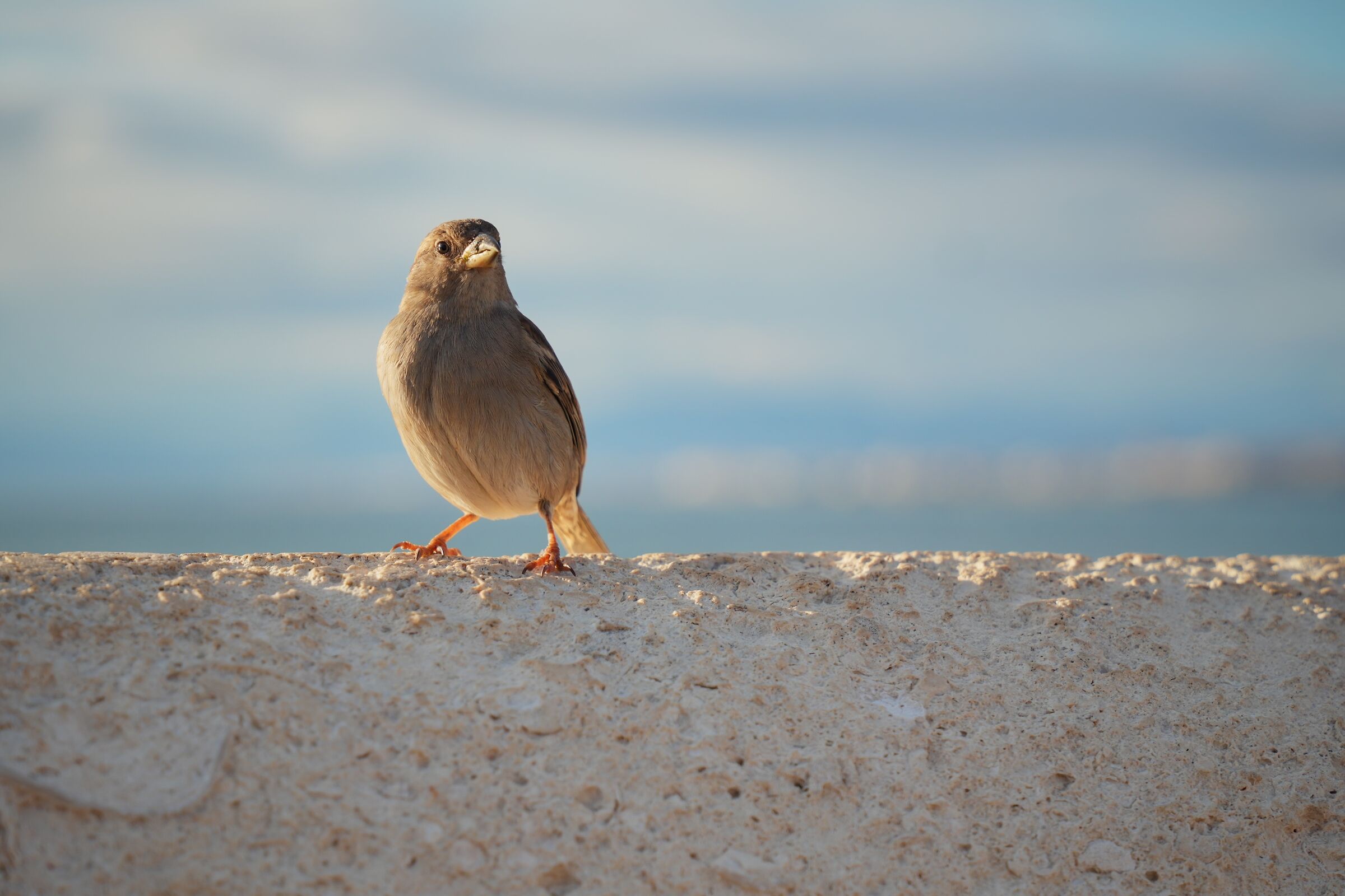 Passero