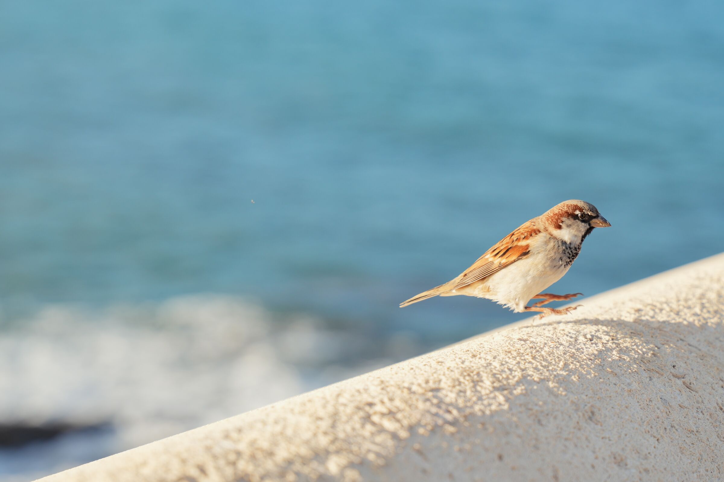 Passero