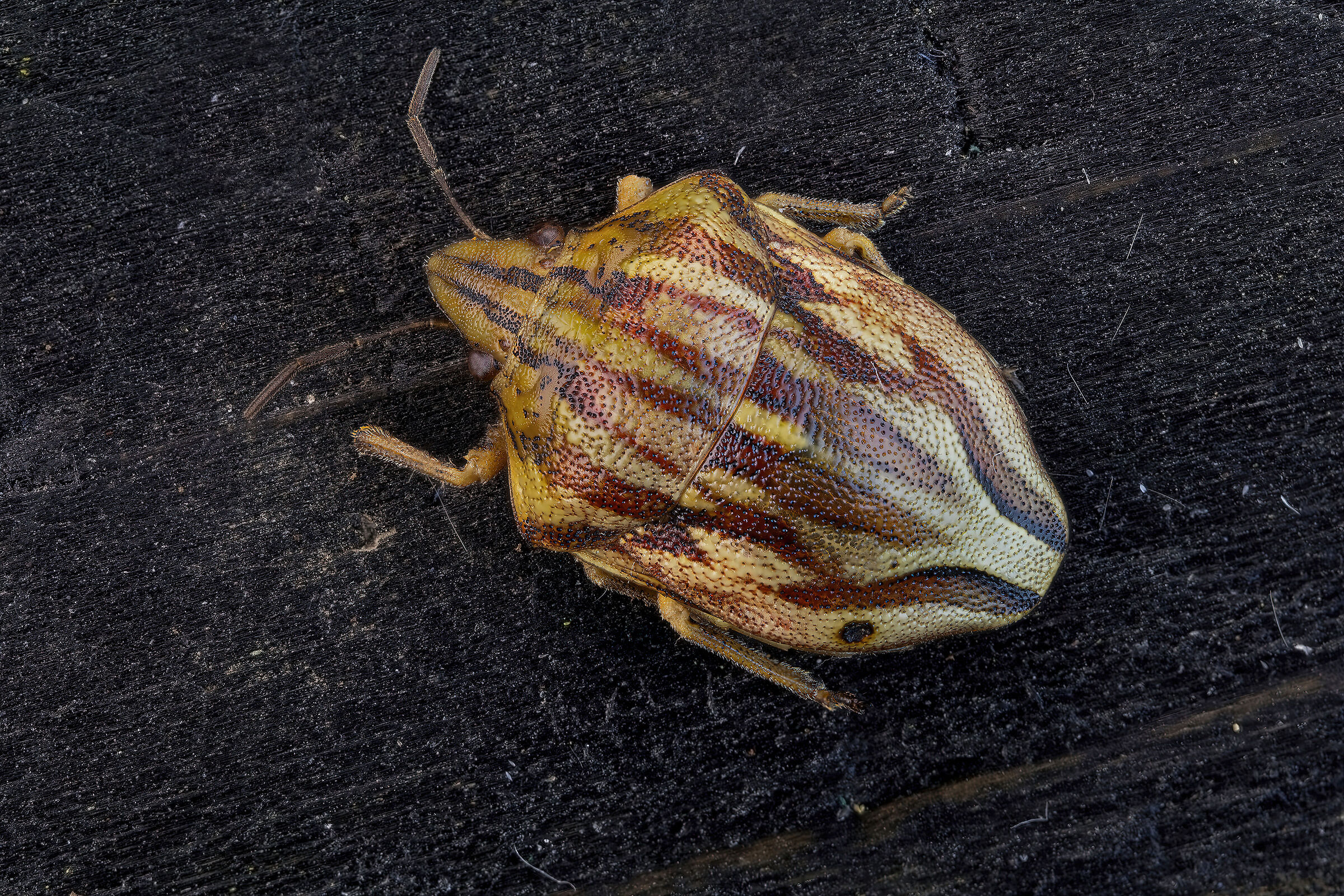 Odontotarsus sp. z o.o.