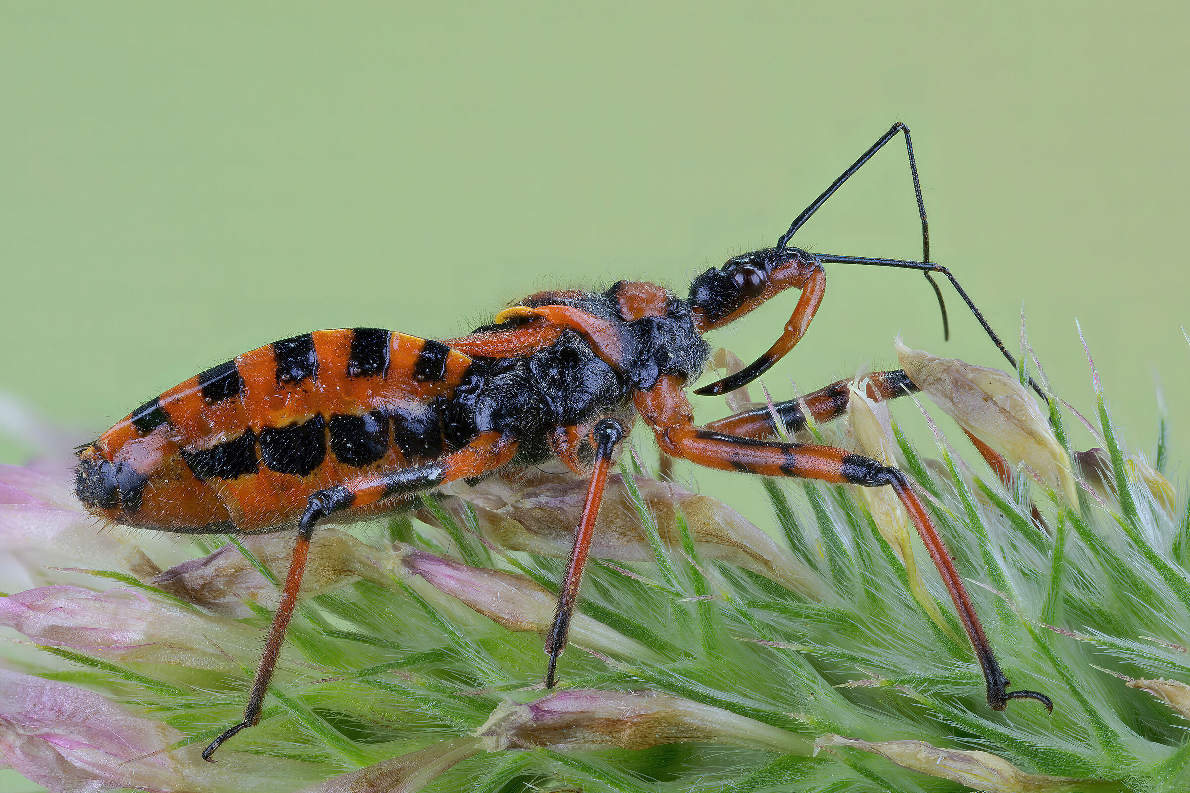 Rhynocoris sp. z o.o.