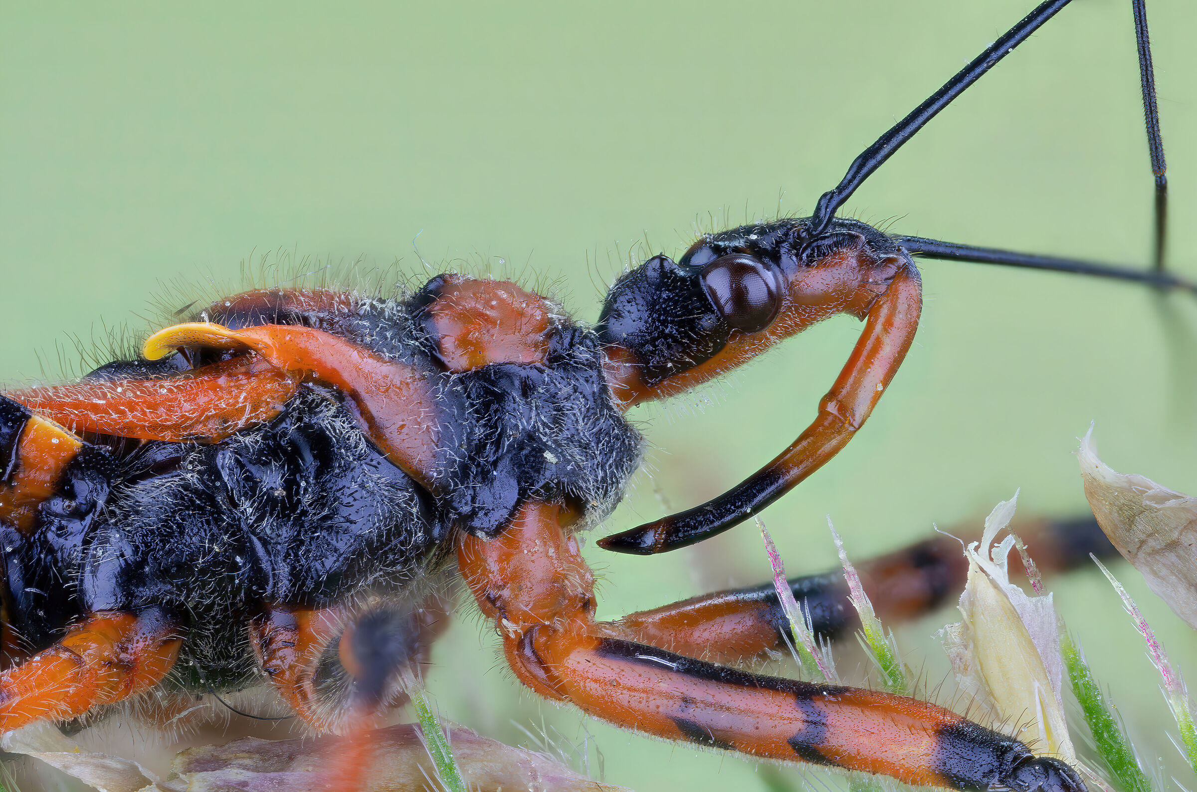 Rhynocoris sp. z o.o.