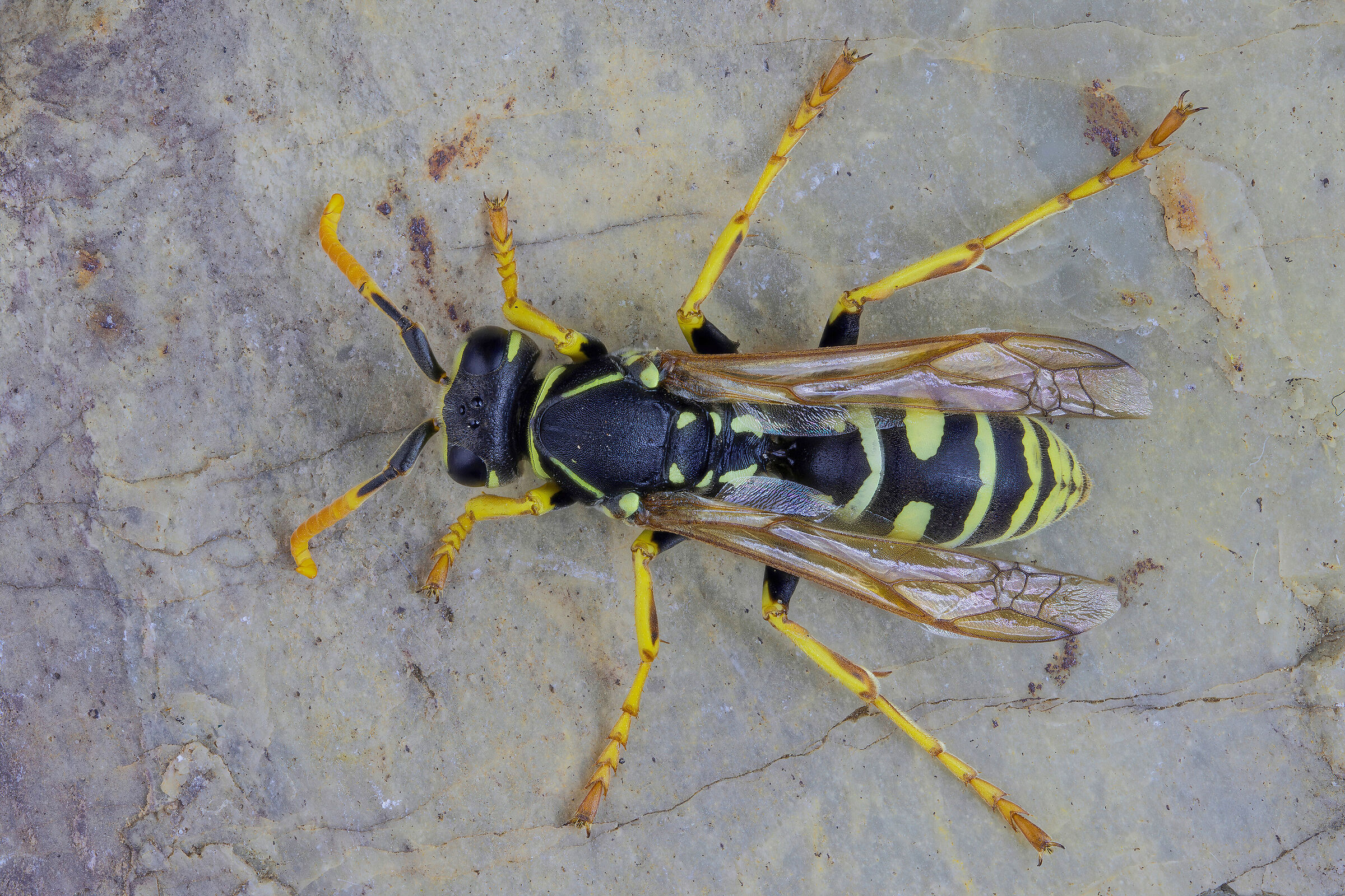 Polistes sp.