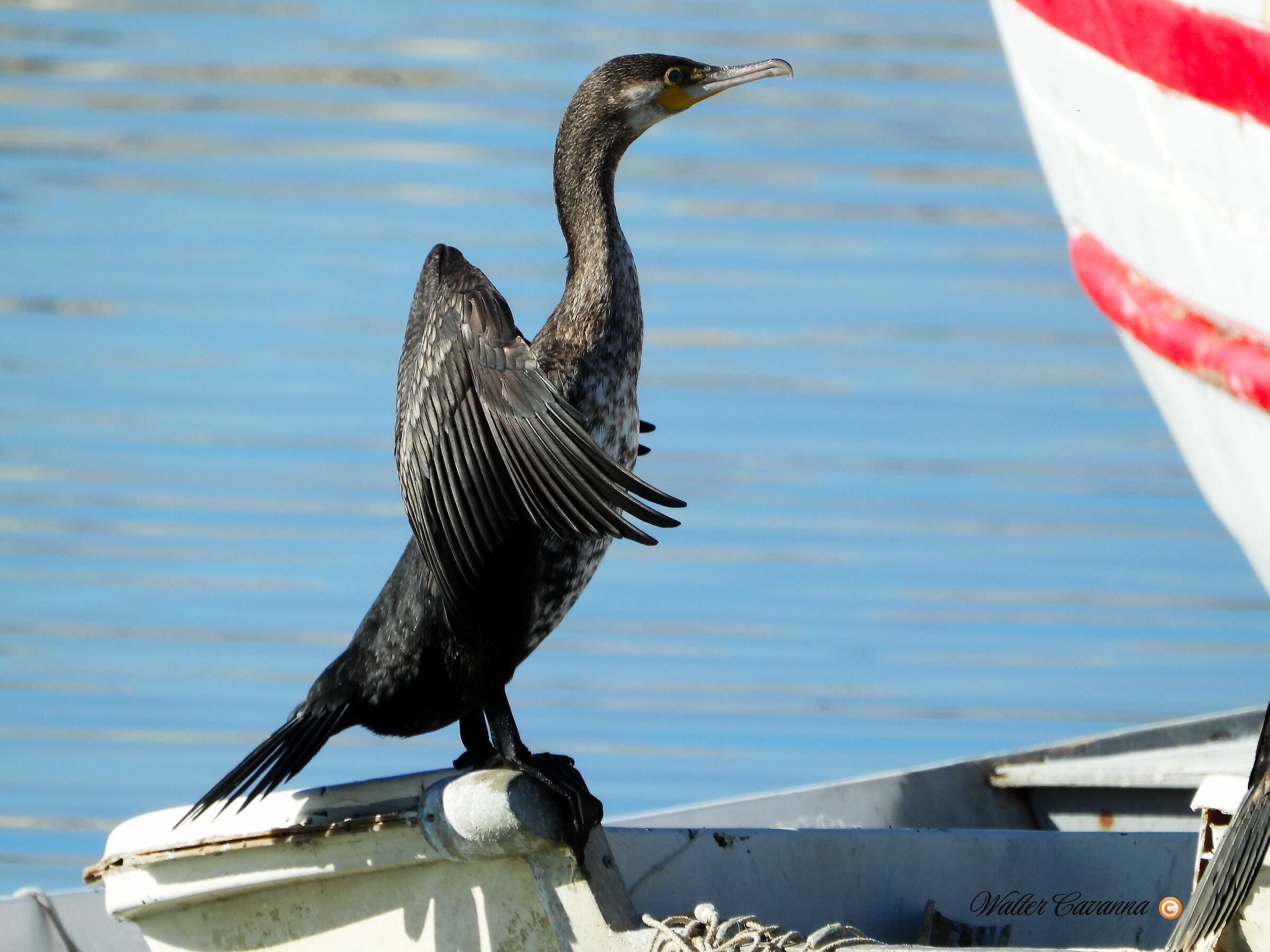 Cormorano