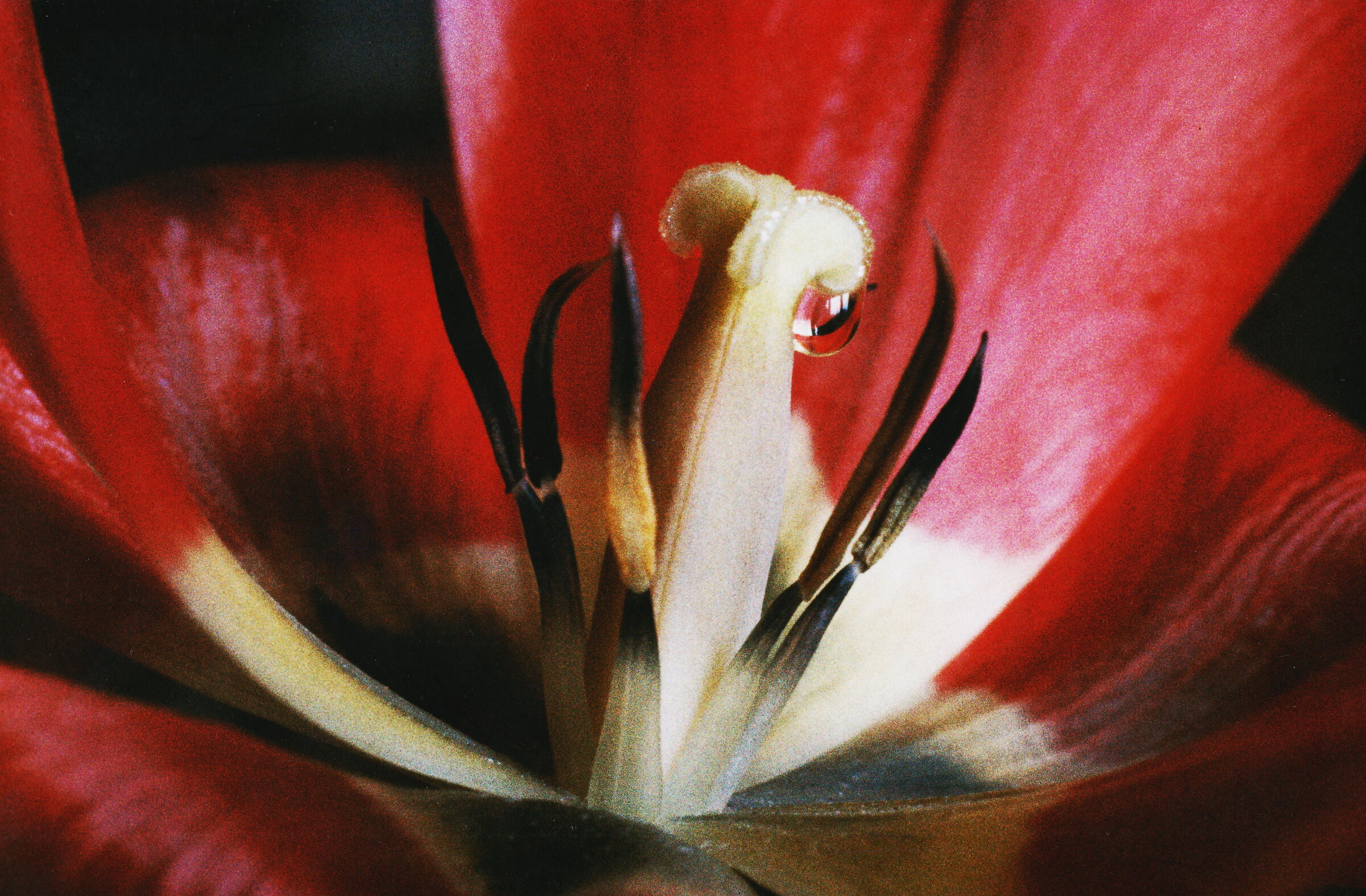 Tulipano - Macro