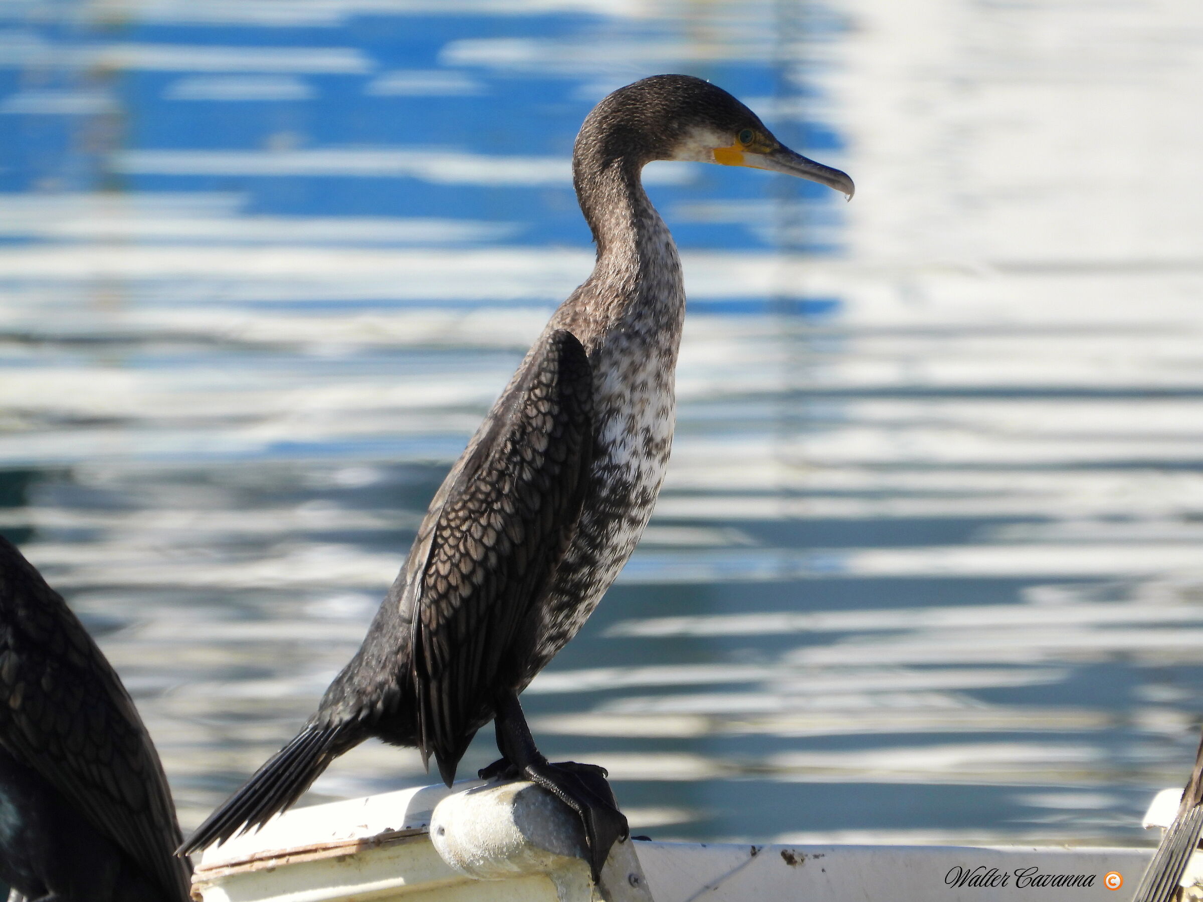 Cormorano