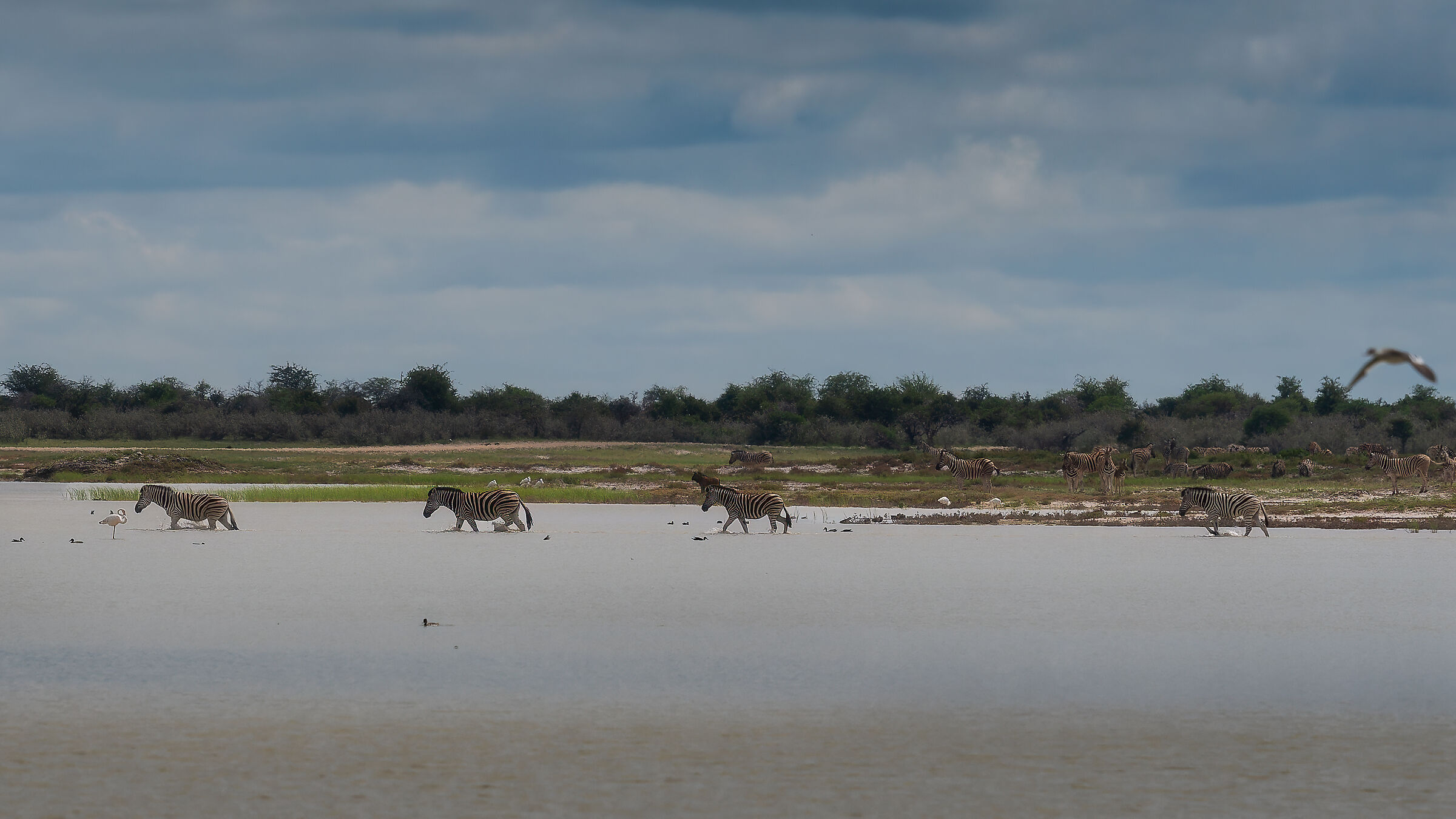 Etosha's bread after the rains