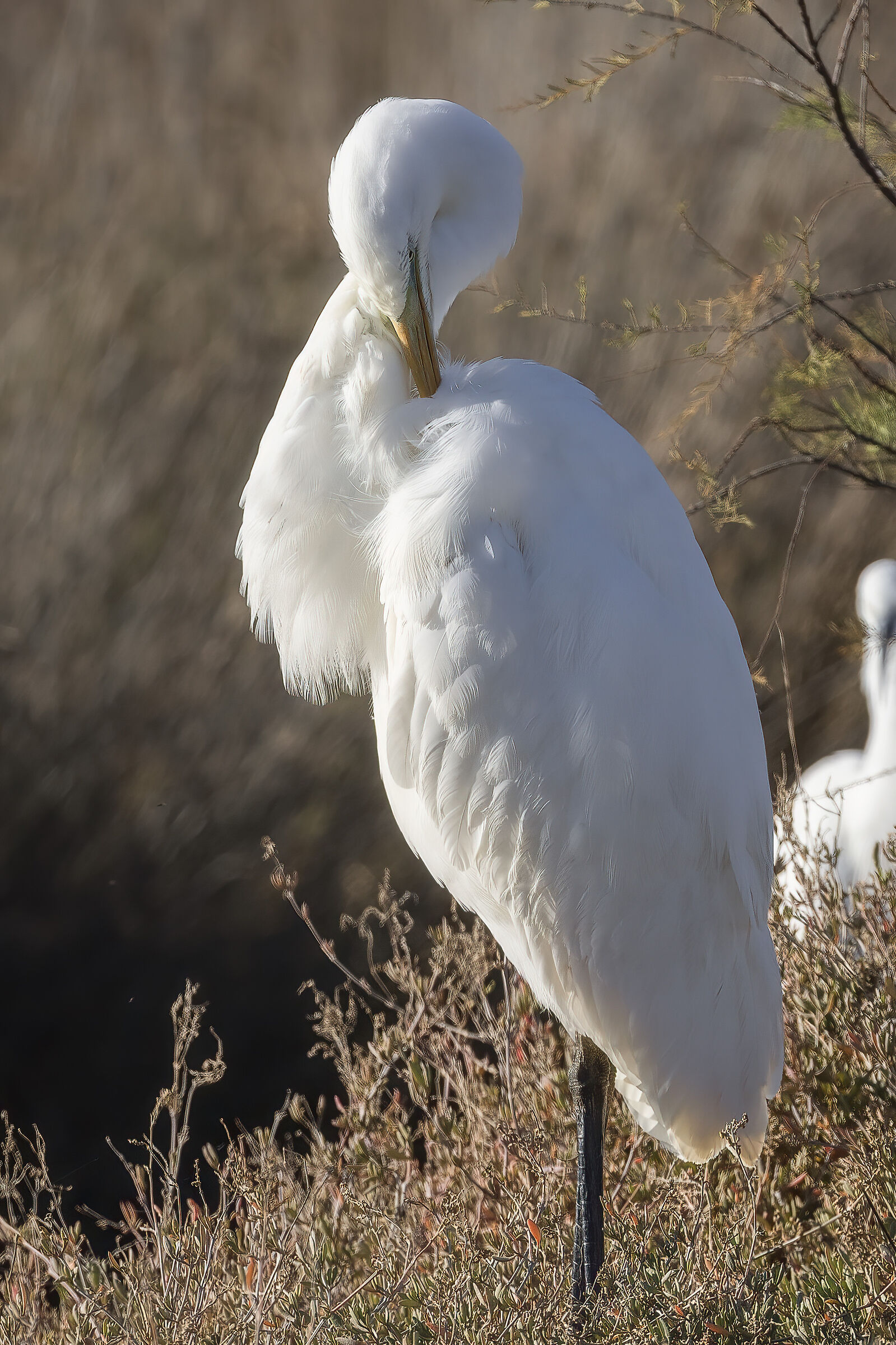 Great Egret