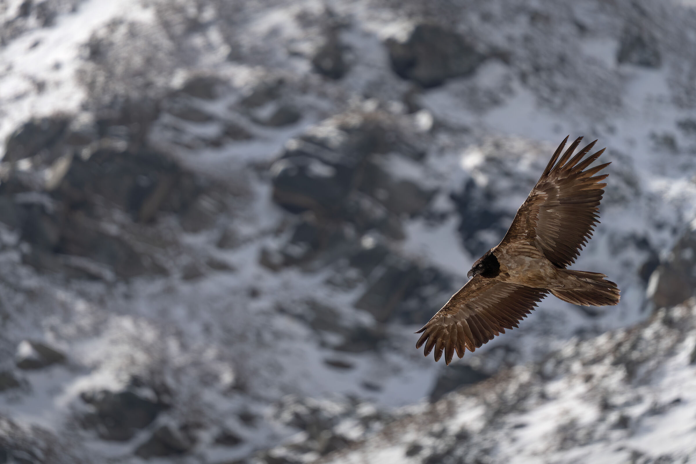 Subadult bearded vulture