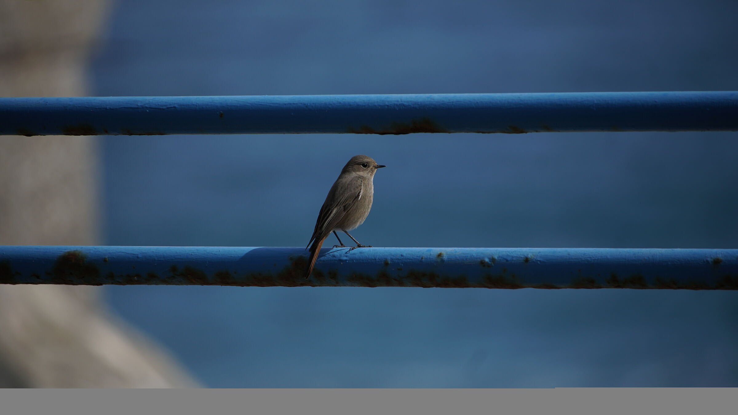 Codirosso spazzacamino sul litorale