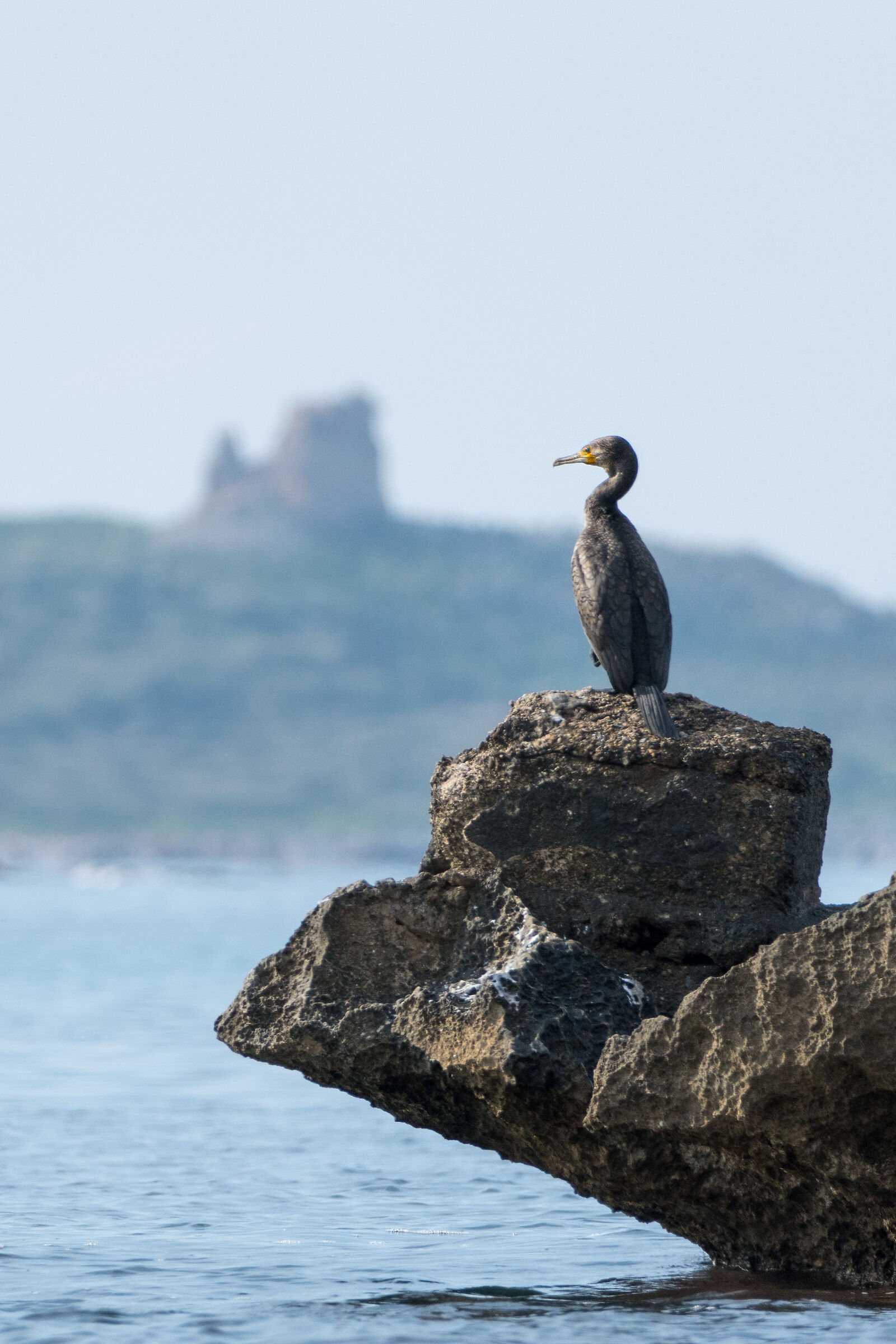 Cormorano a Barcarello