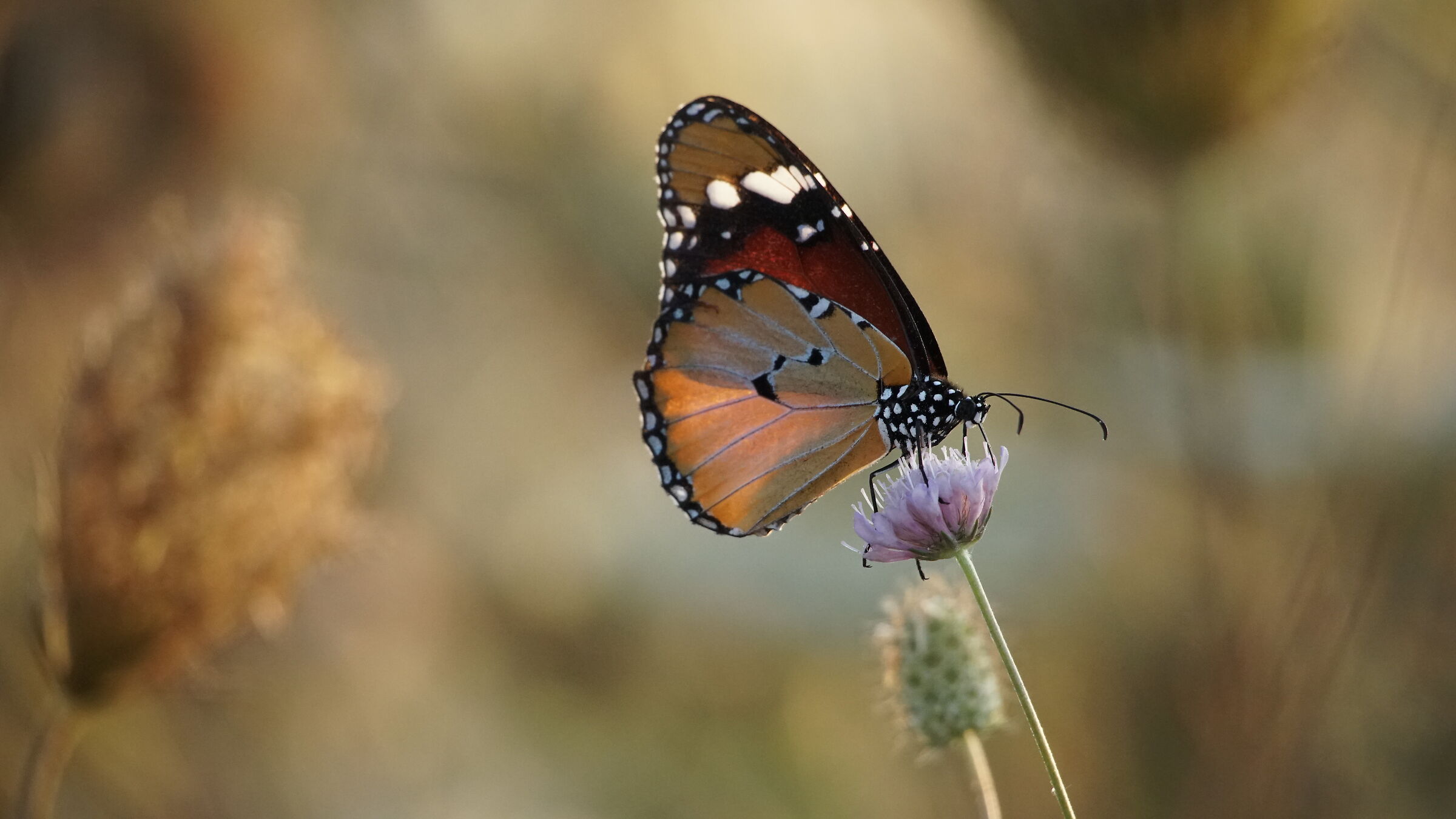 Monarca africana al tramonto