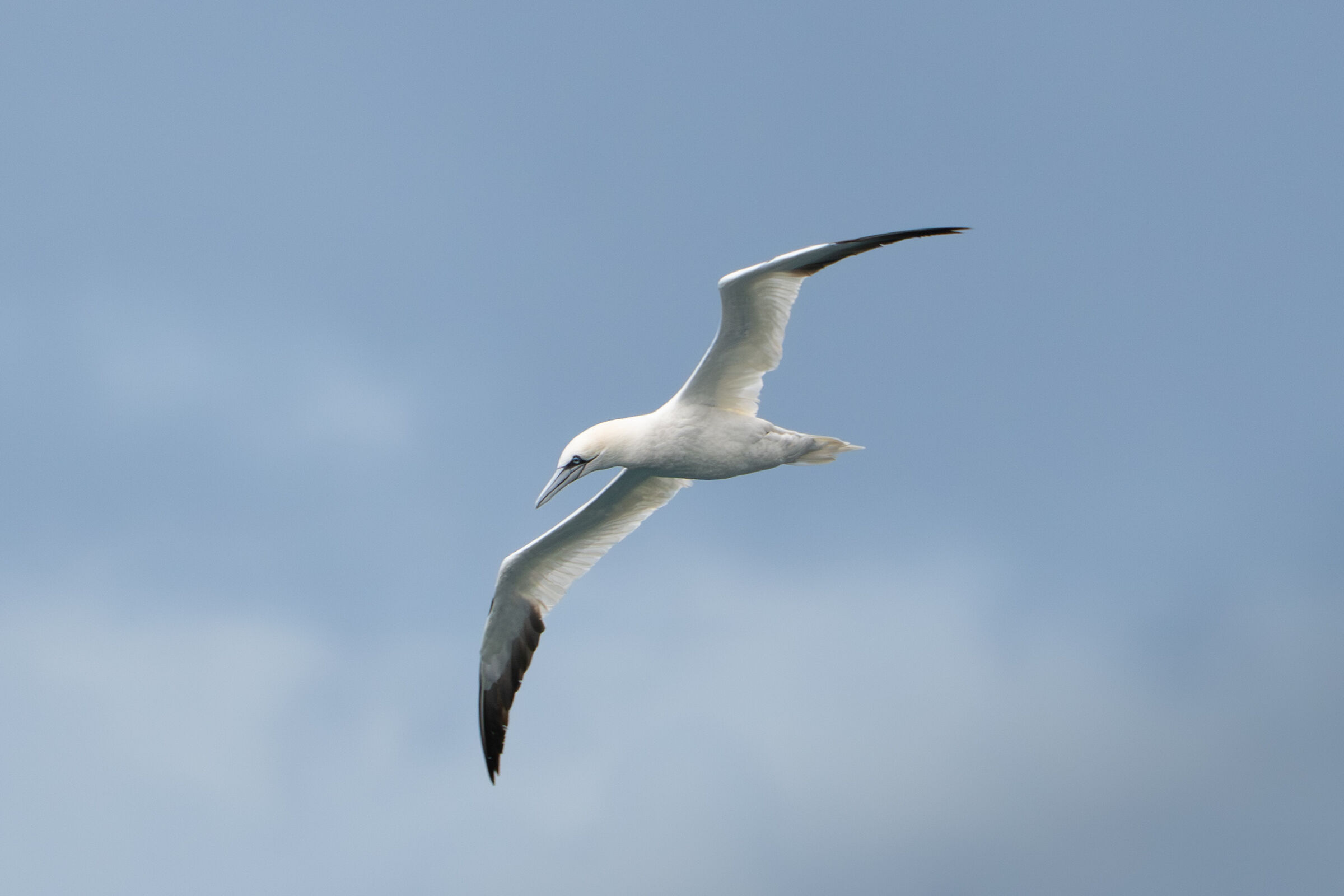 Sula che vola da sula sulo Stretto