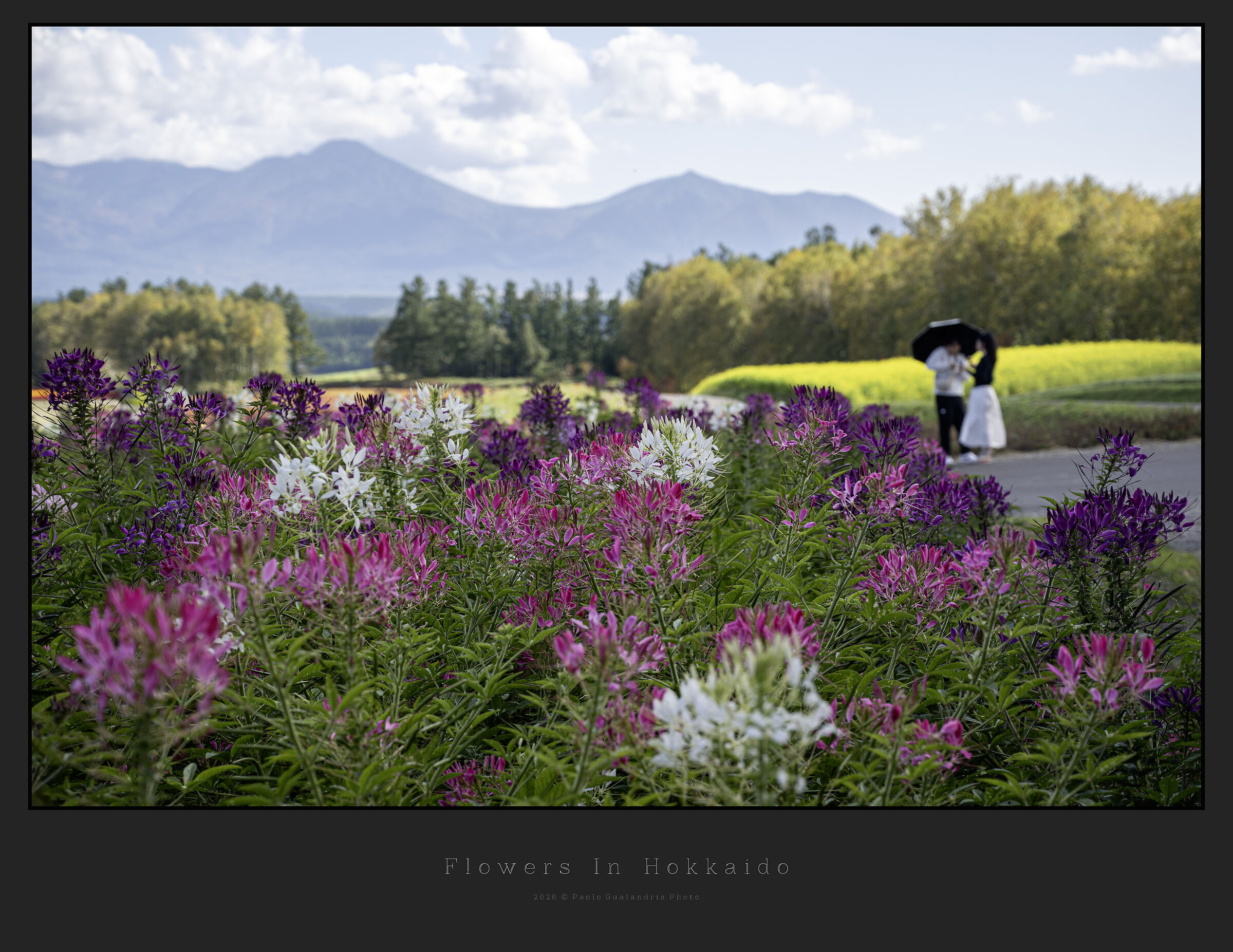 Flowers In Hokkaido