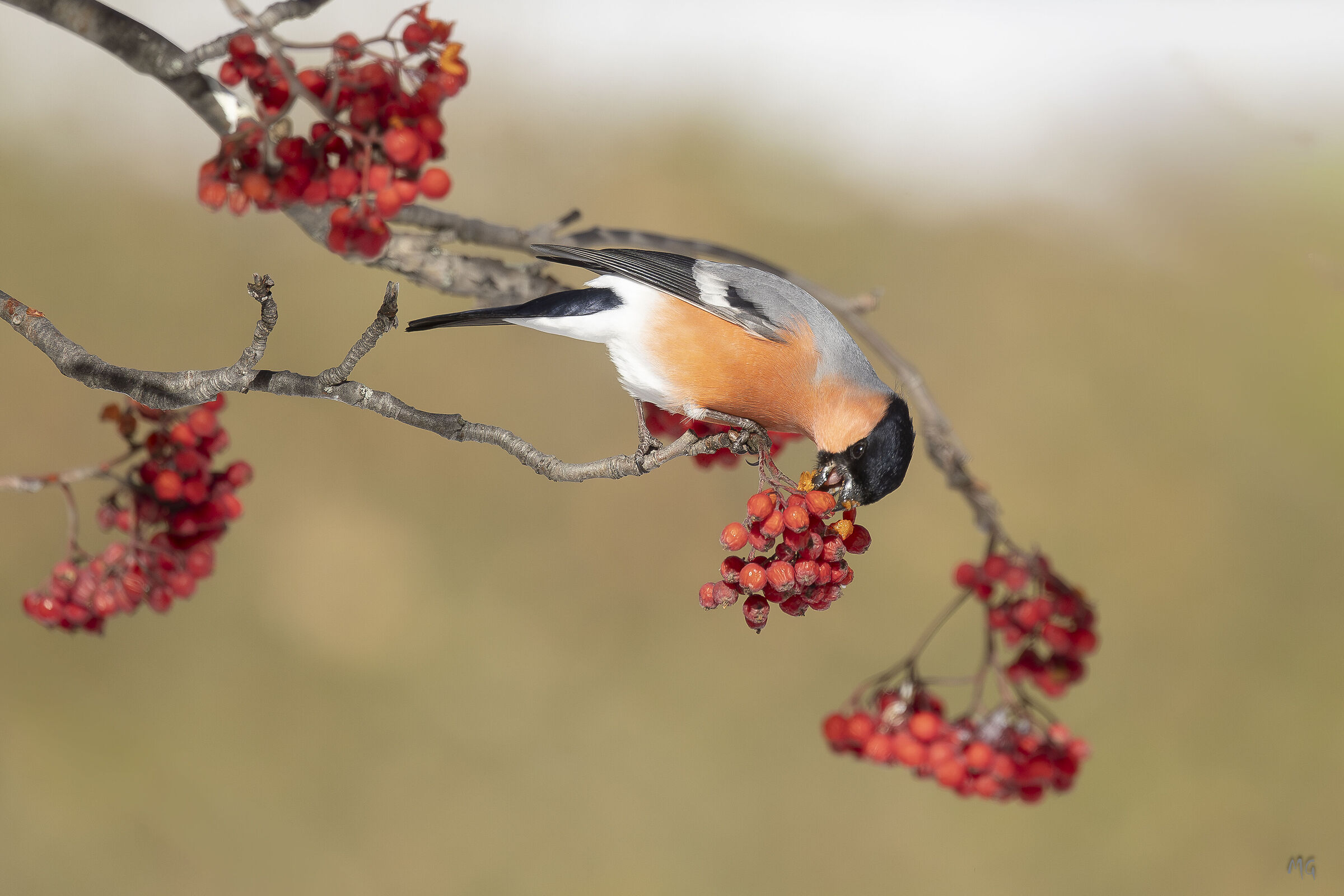 Bullfinch