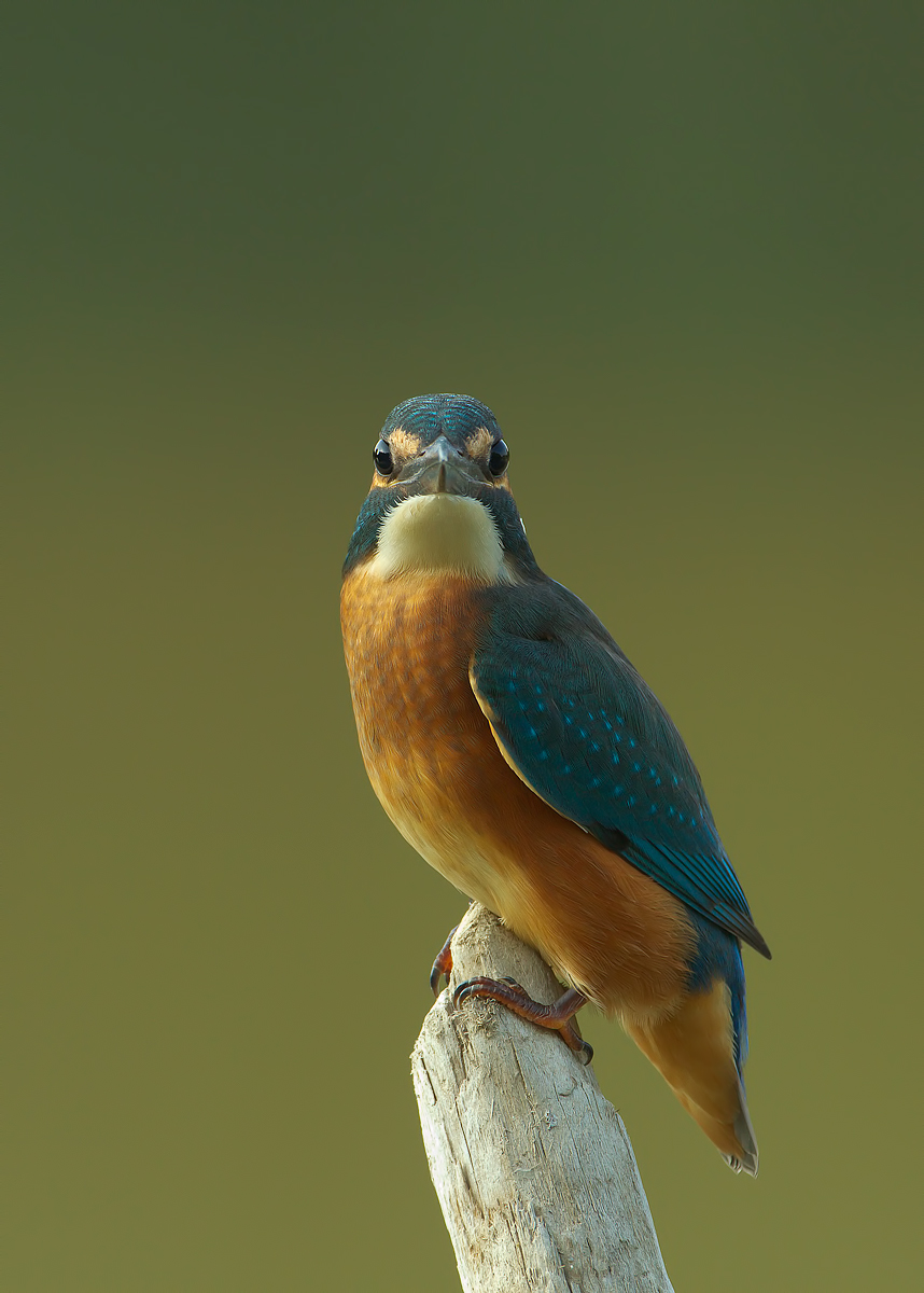 straight in the eye more than that ...