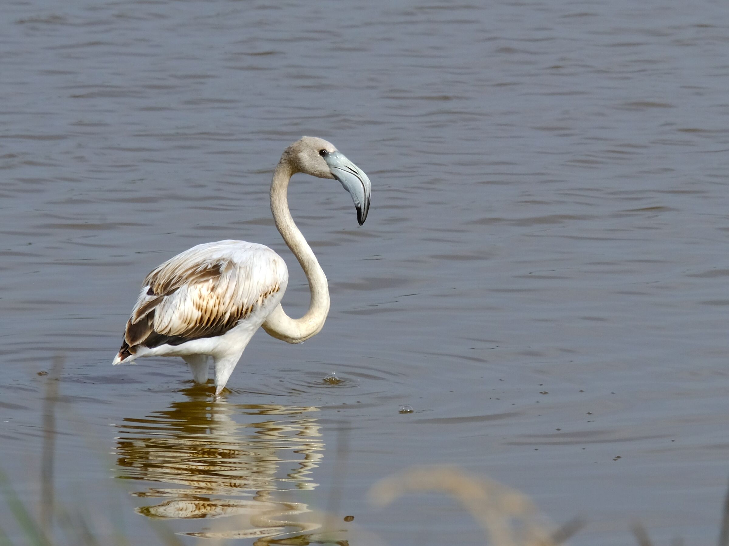 Young specimen of pink flamingo