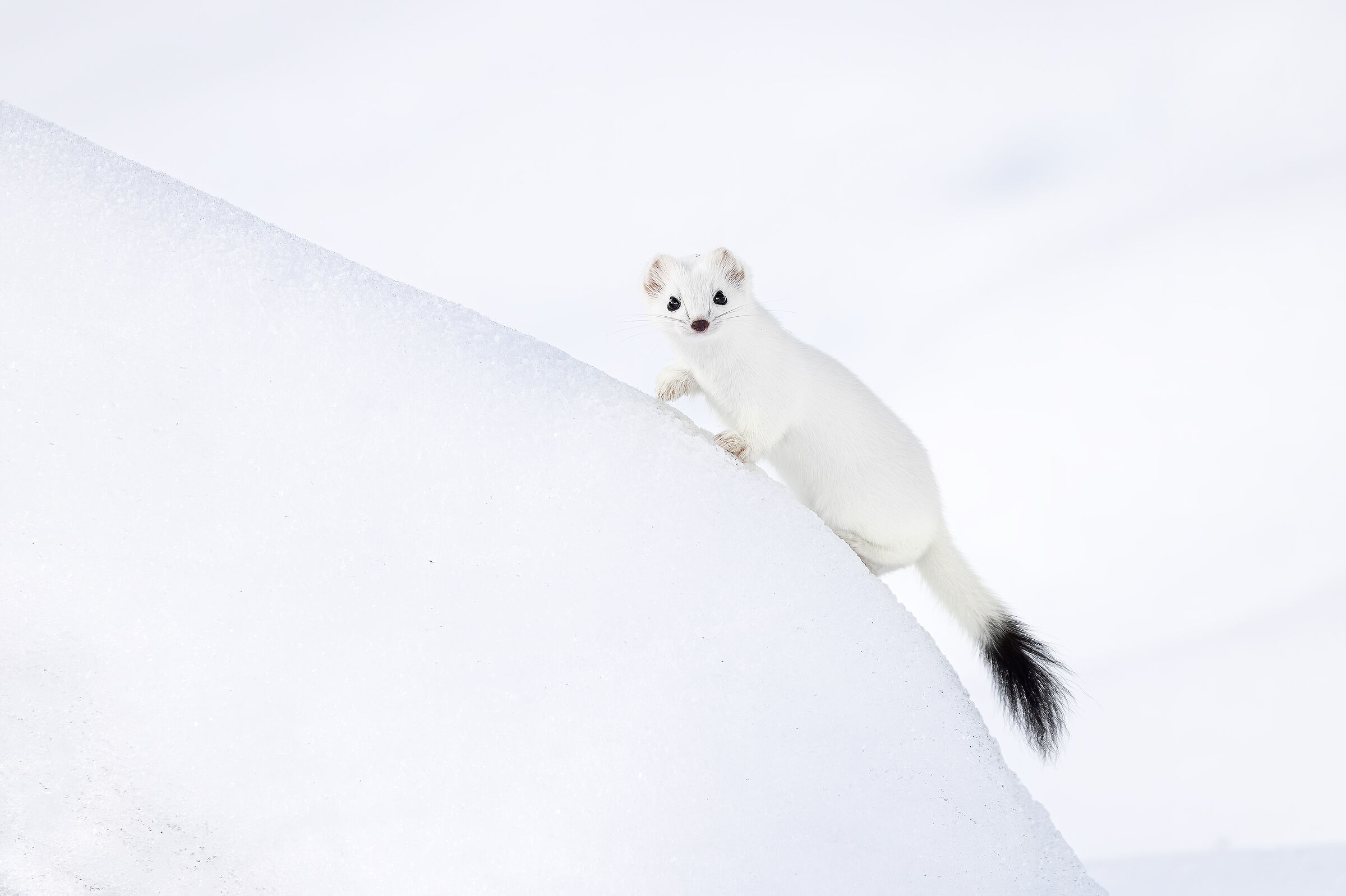 Sul profilo tra neve e silenzio