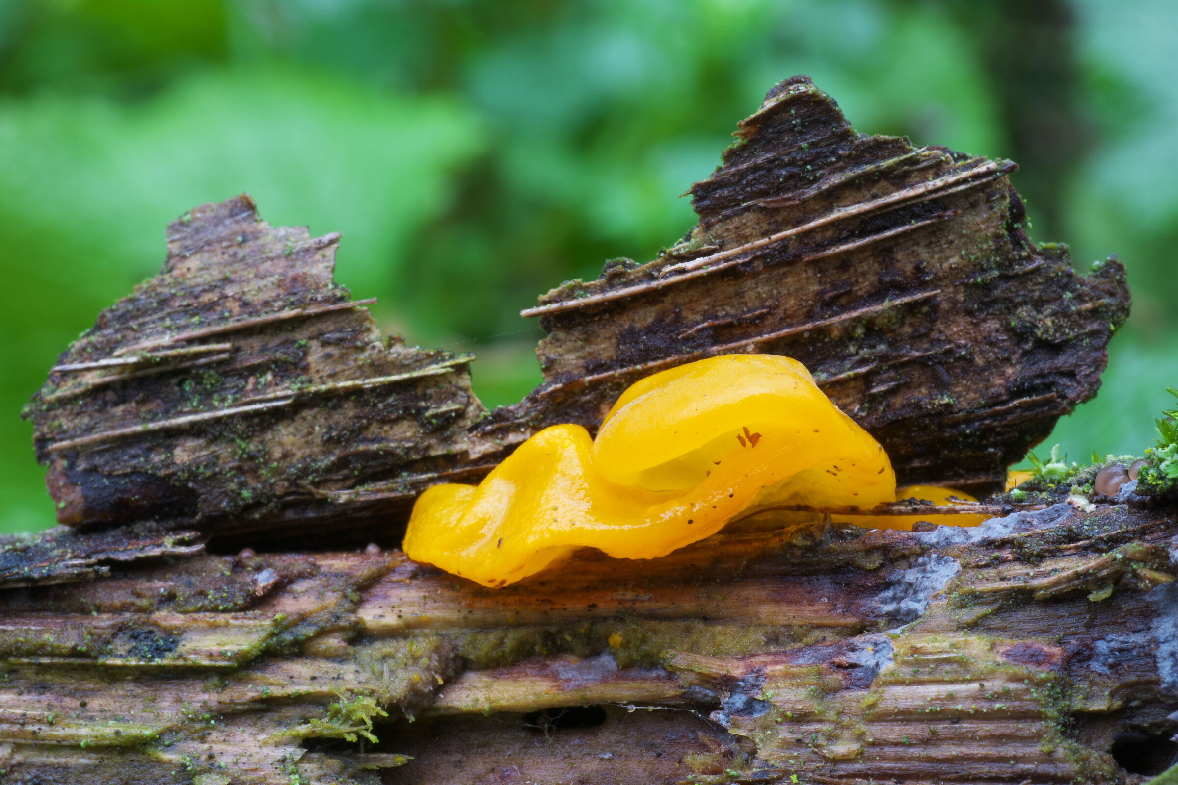 Tremella mesenterica