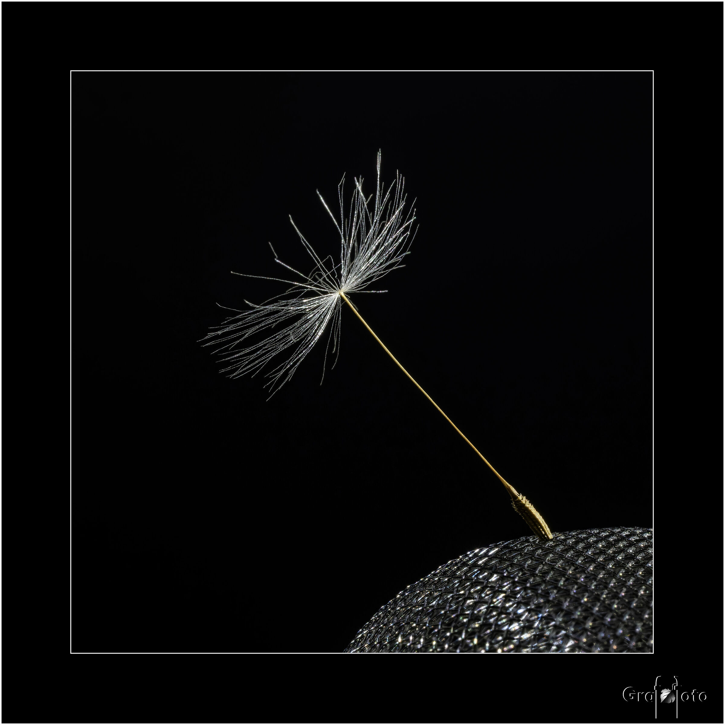 Impigliato nella rete