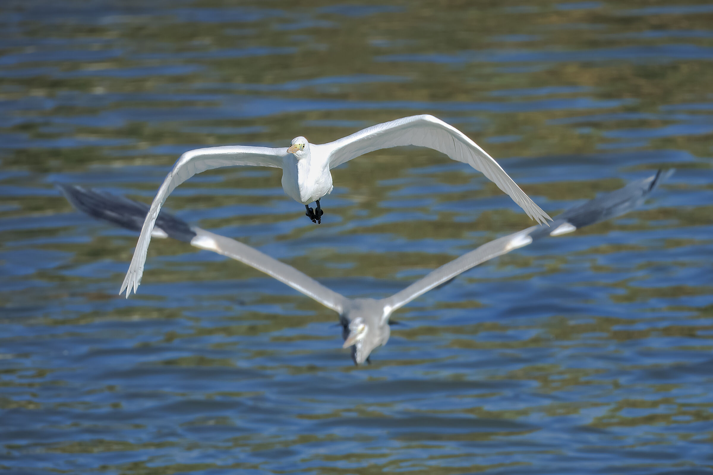 Airone Bianco Maggiore inseguito dall'Airone Cenerino