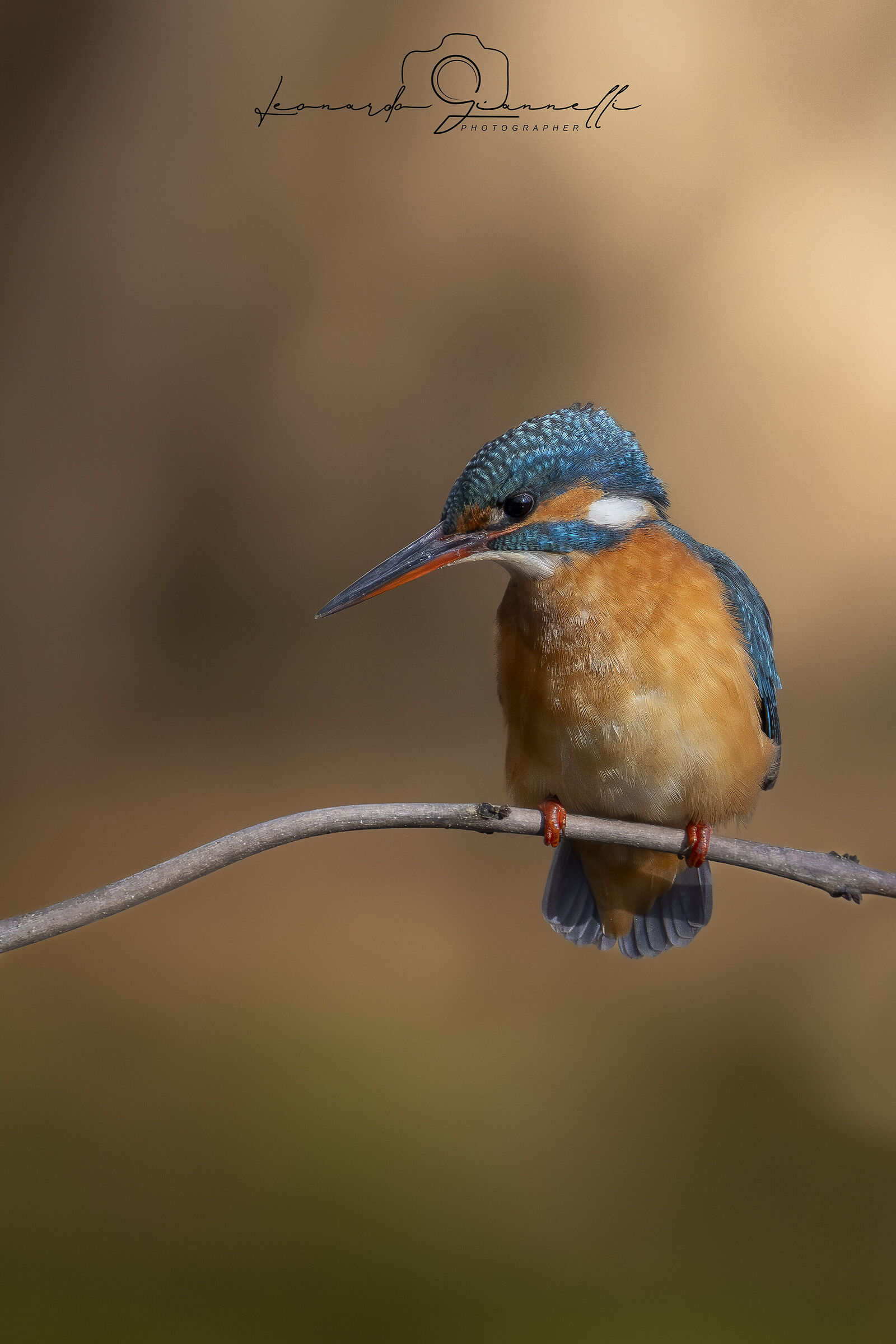 Martin Pescatore (Alcedo atthis)