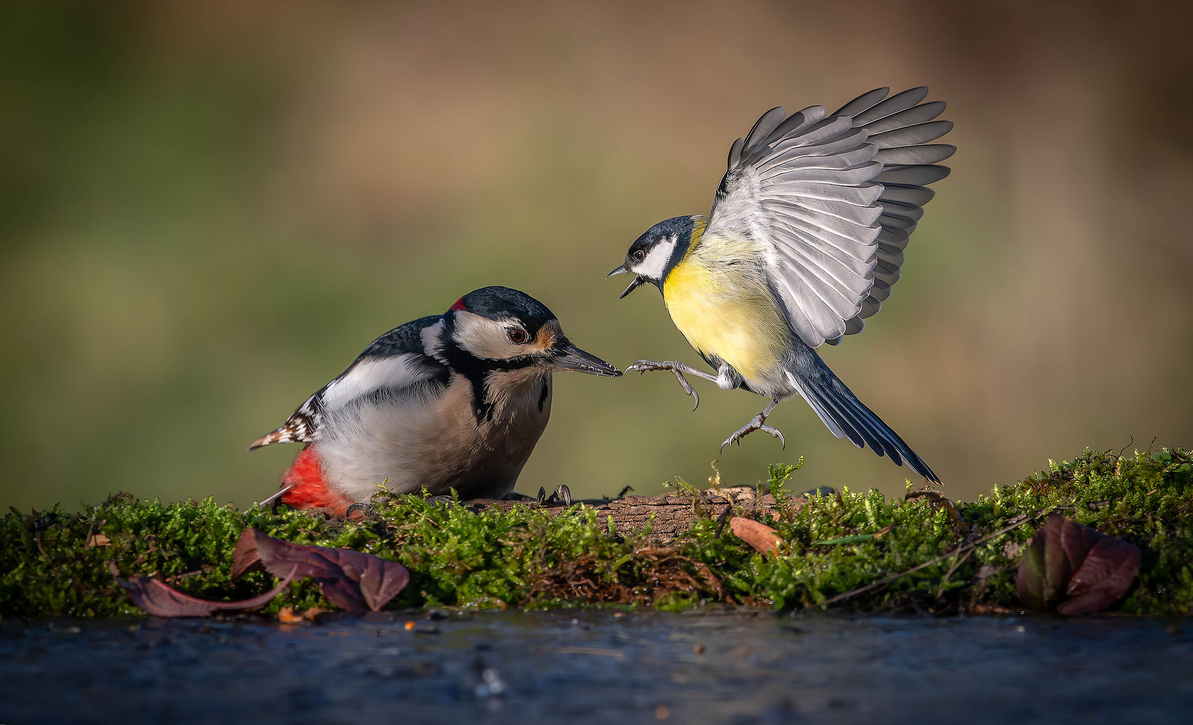 Spotted woodpecker and great