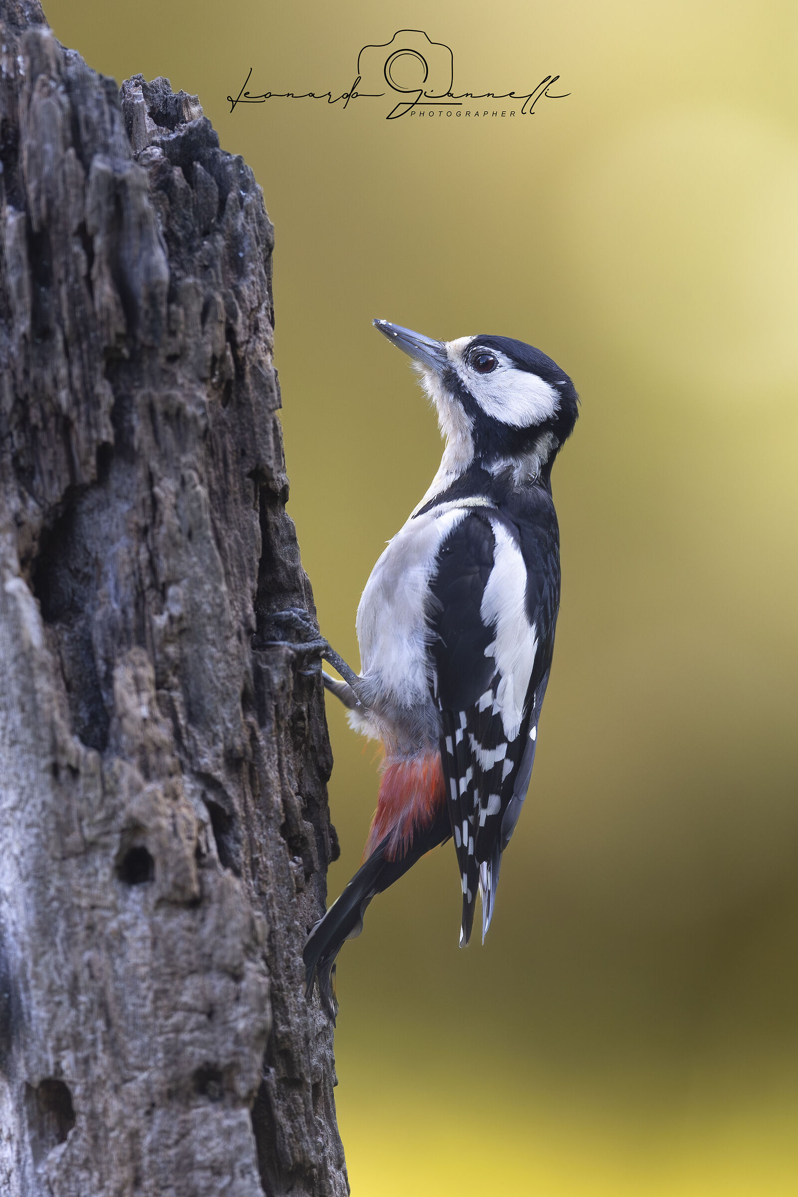 Picchio Rosso Maggiore (Dendrocopos major)