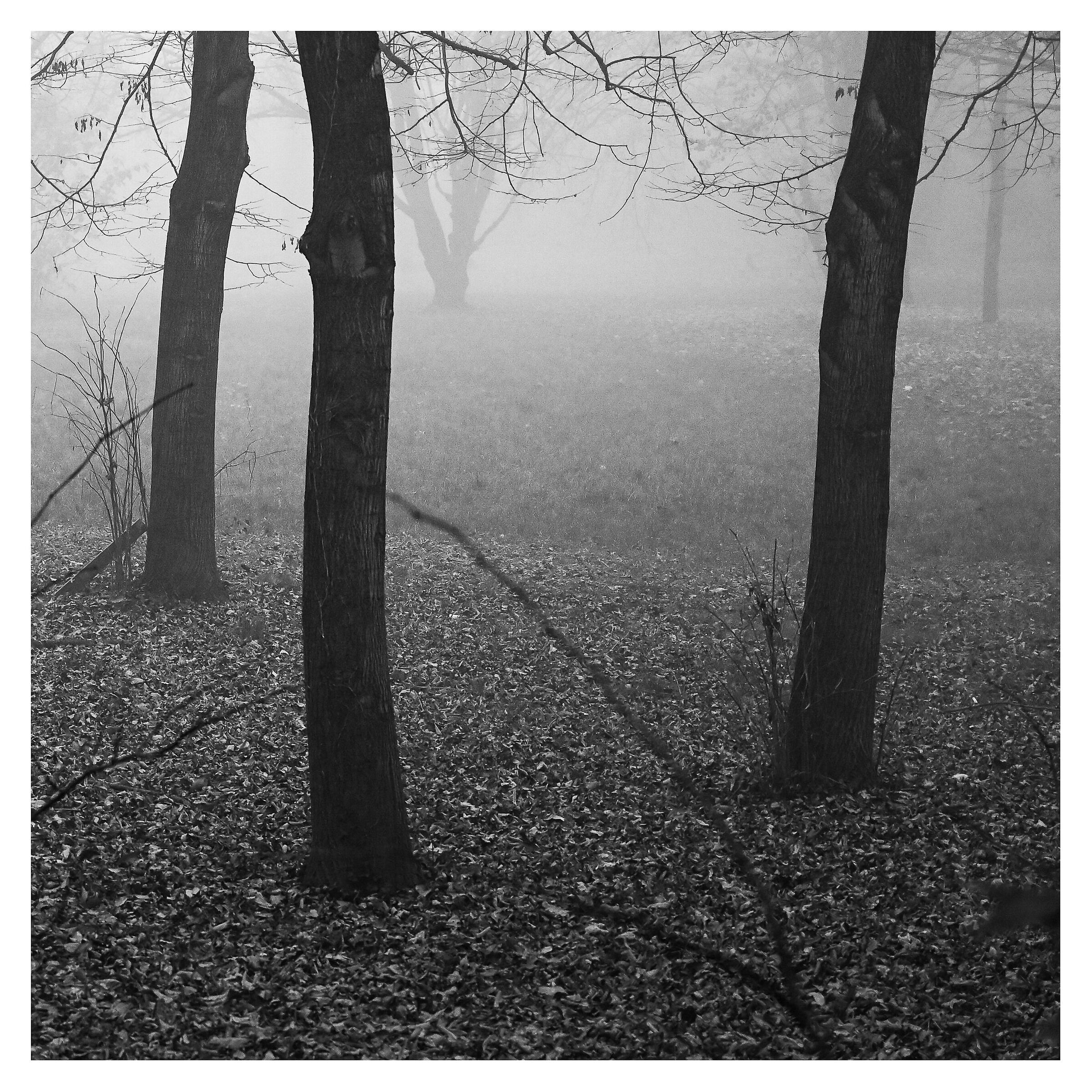 Passeggiando nella nebbia 1