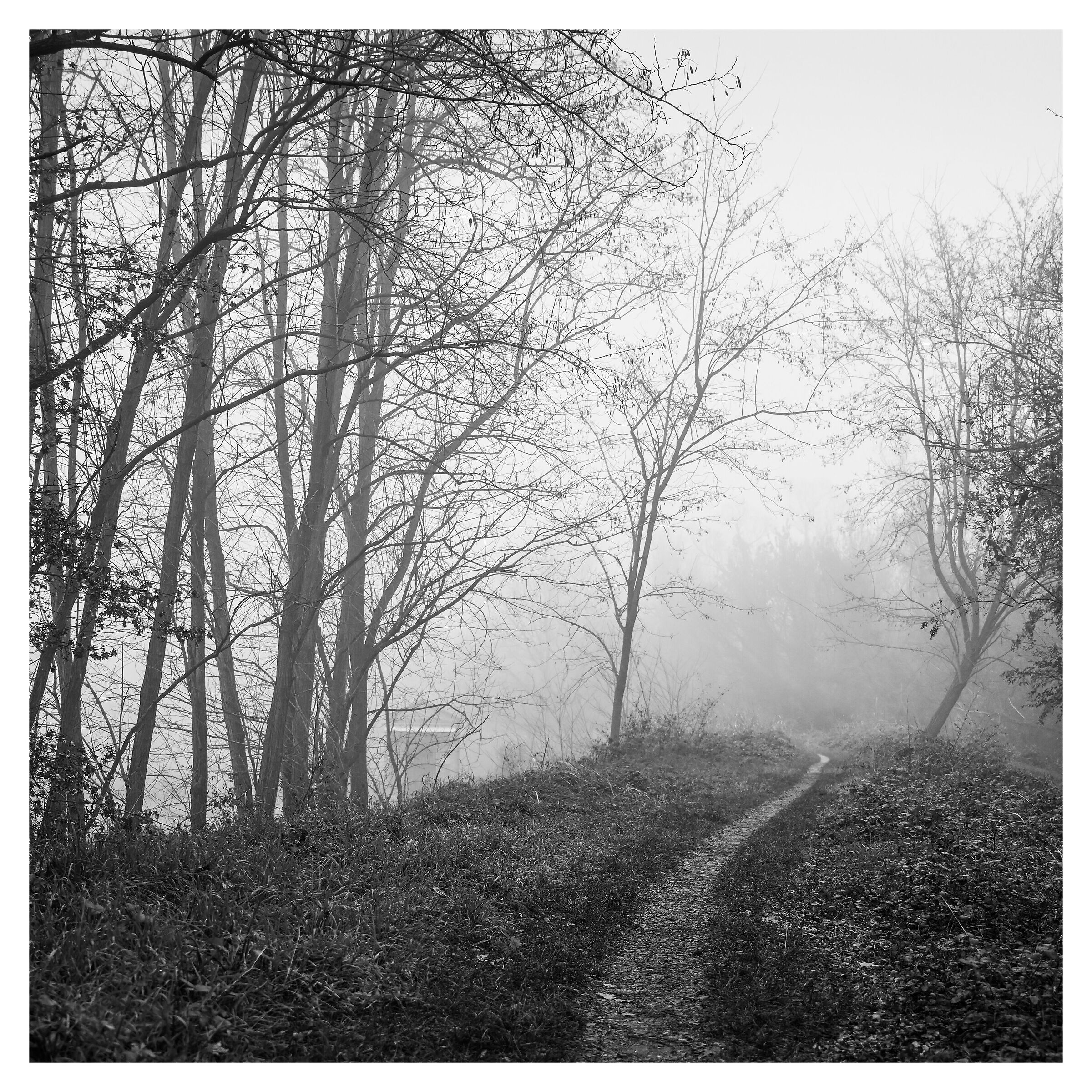 Passeggiando nella nebbia 2