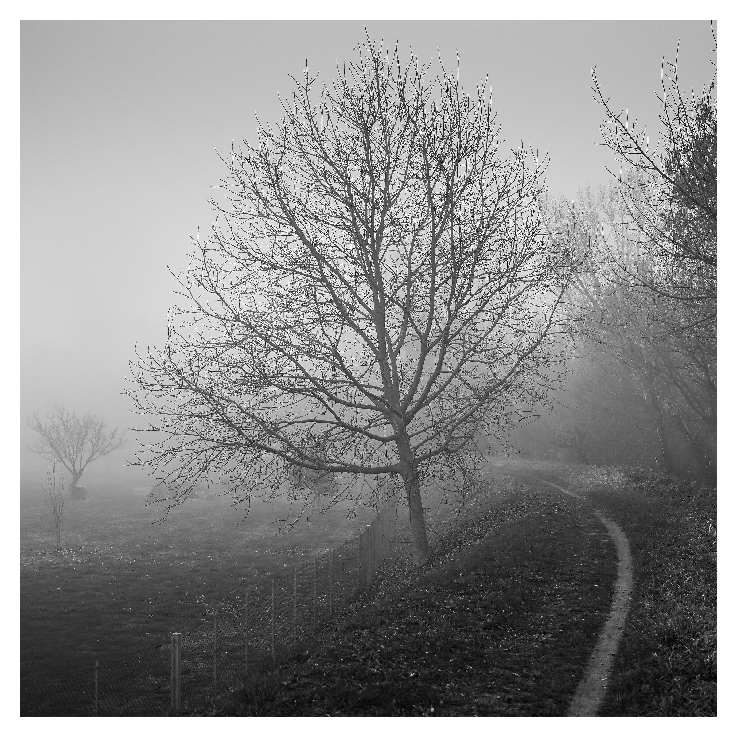Passeggiando nella nebbia 3