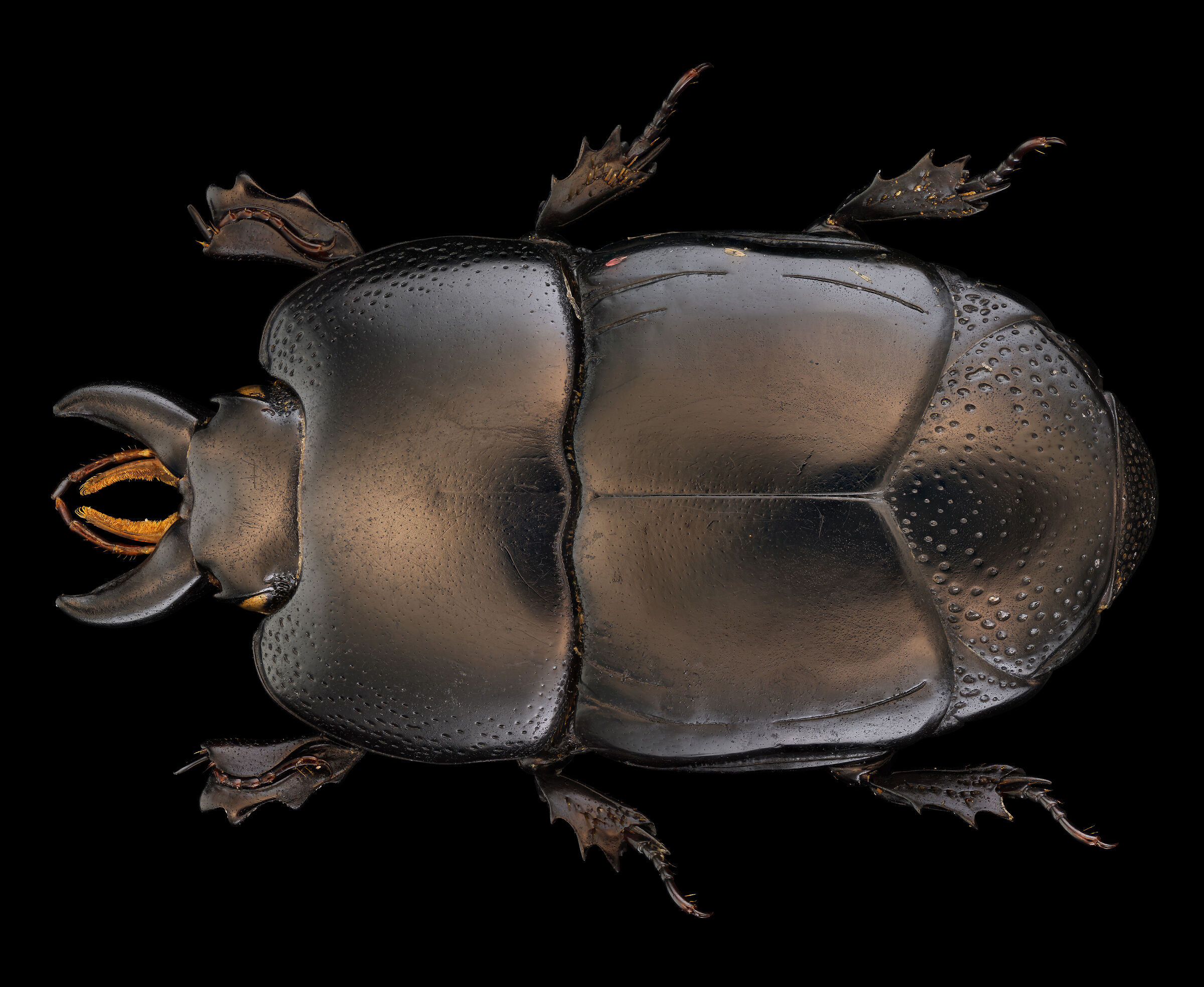 Hololepta indica (?)