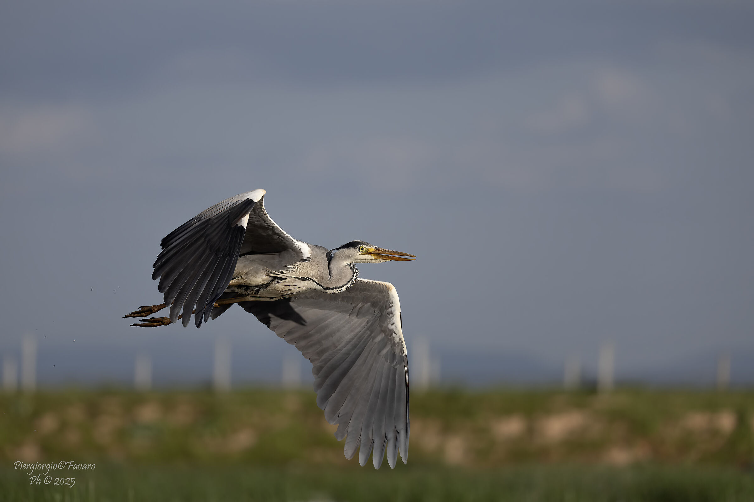 Grey Heron