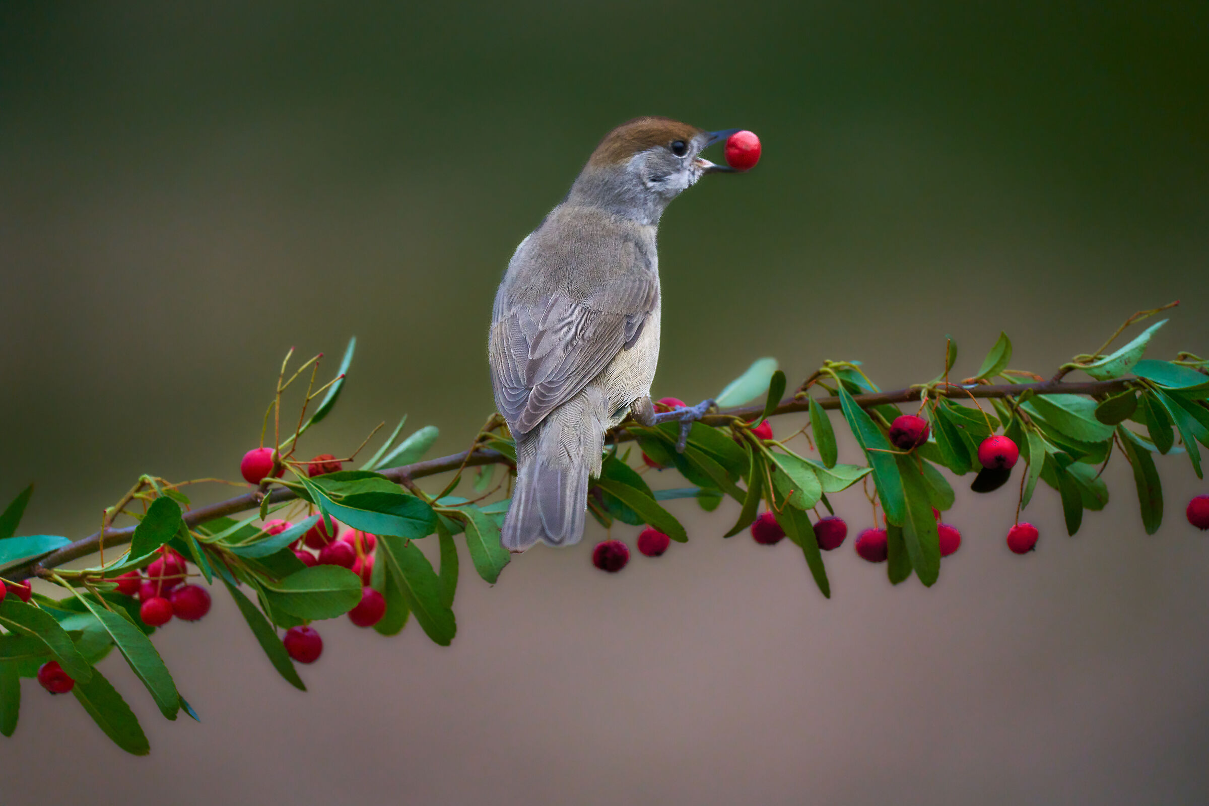 Female Blackcap