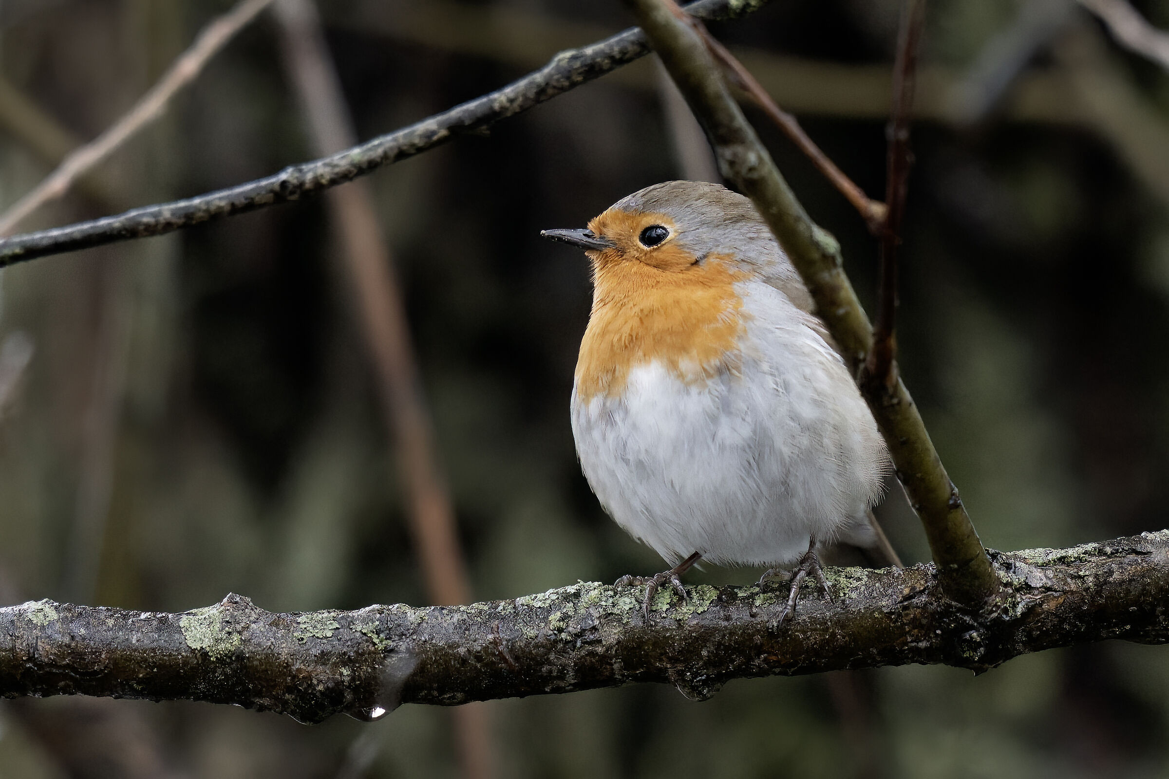 Try 400 high ISO crops