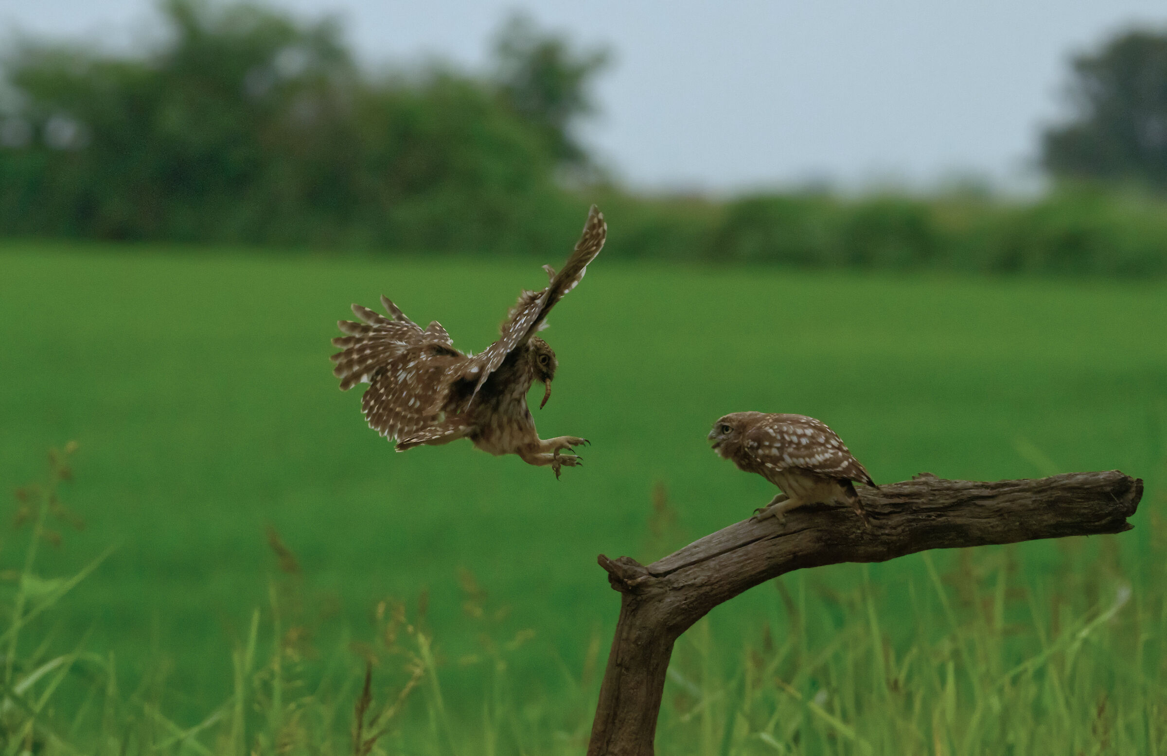 civetta comune, l'imbeccata 1