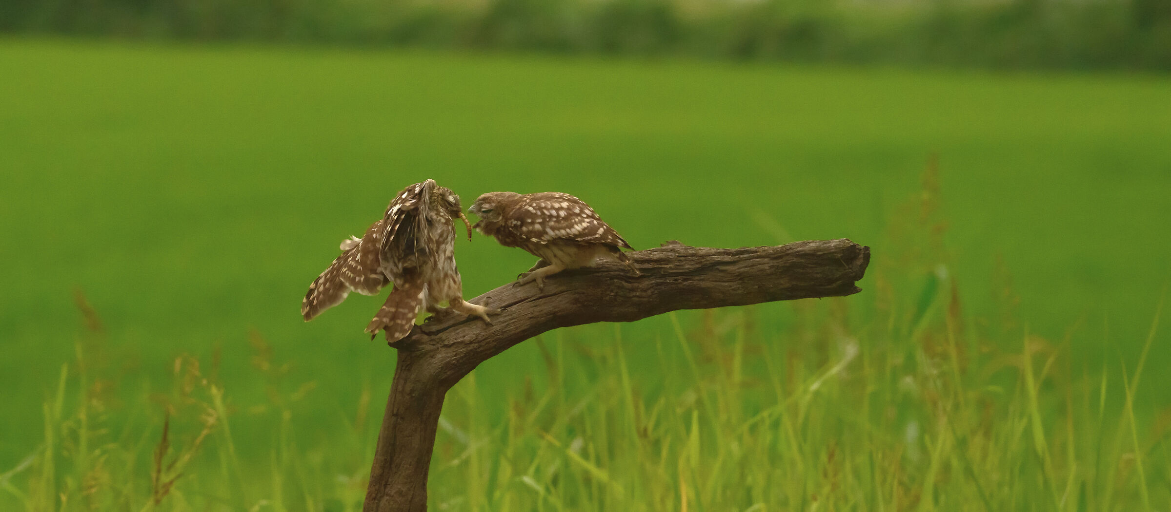 civetta comune, l'imbeccata 2