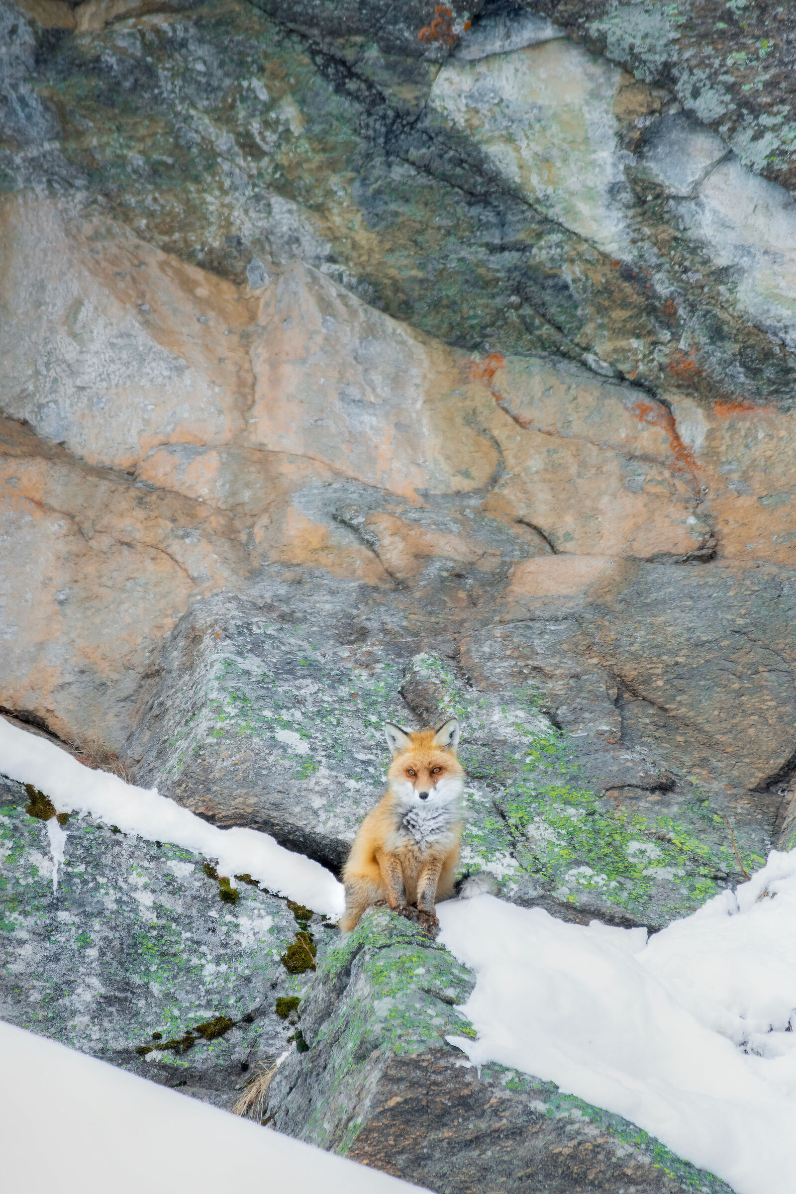 FoxPastel
