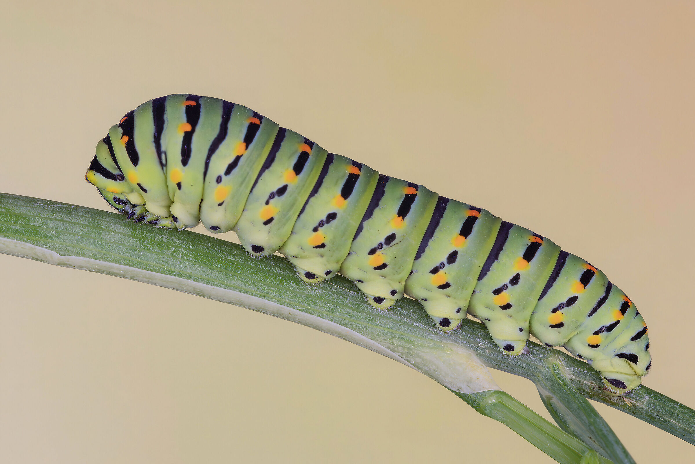 Papilio machaon