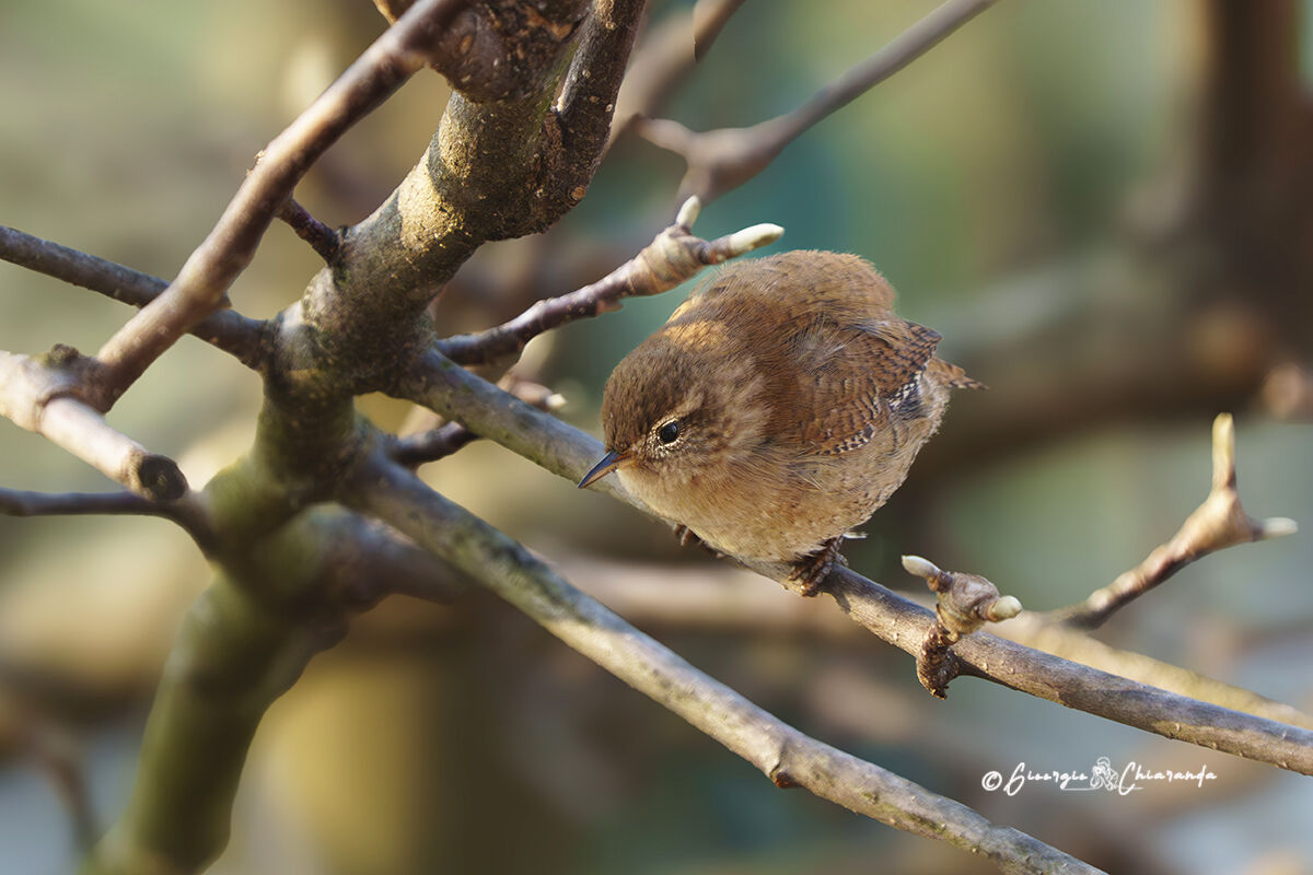 Scricciolo comune (Troglodytes troglodytes)