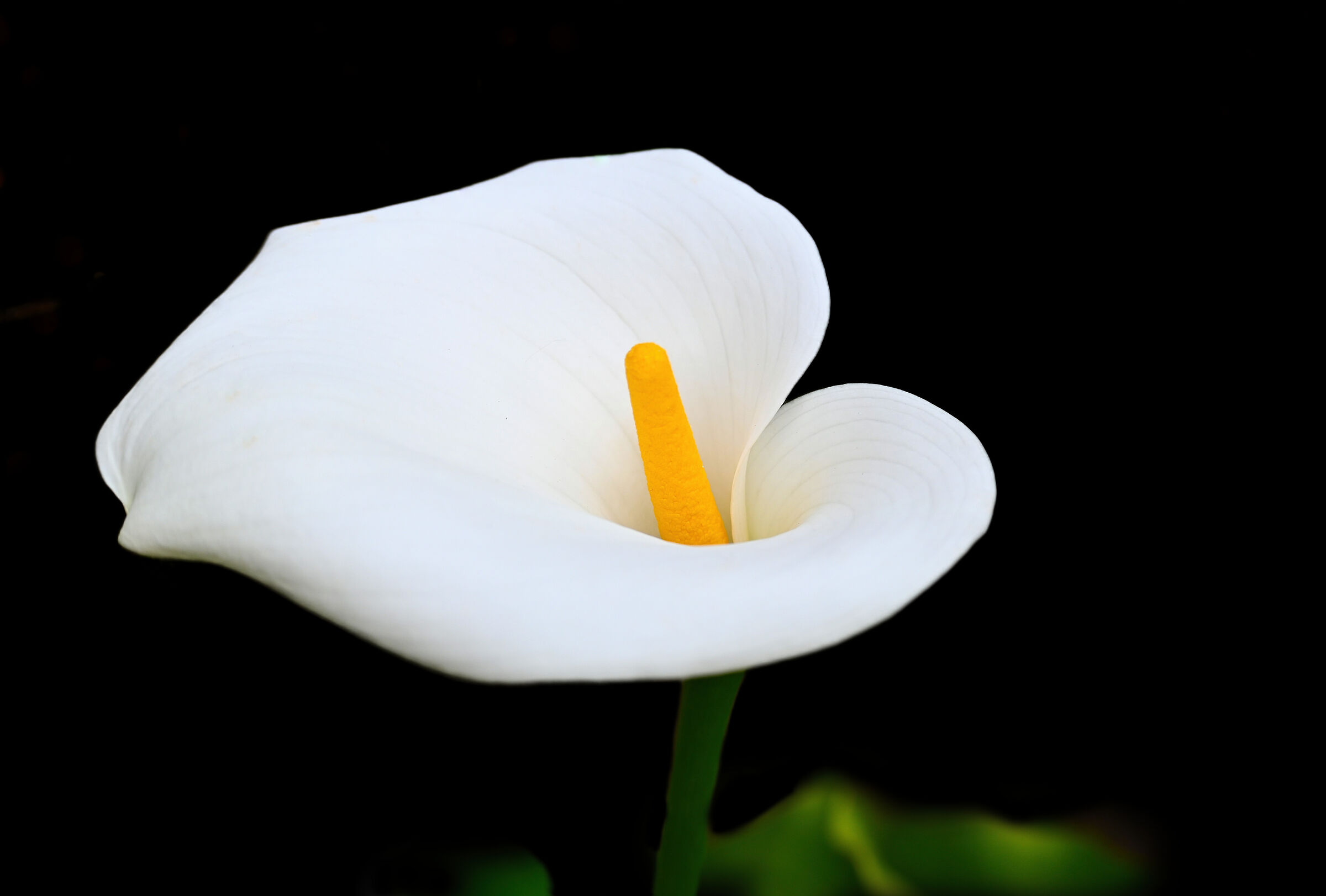 Bianco su sfondo nero