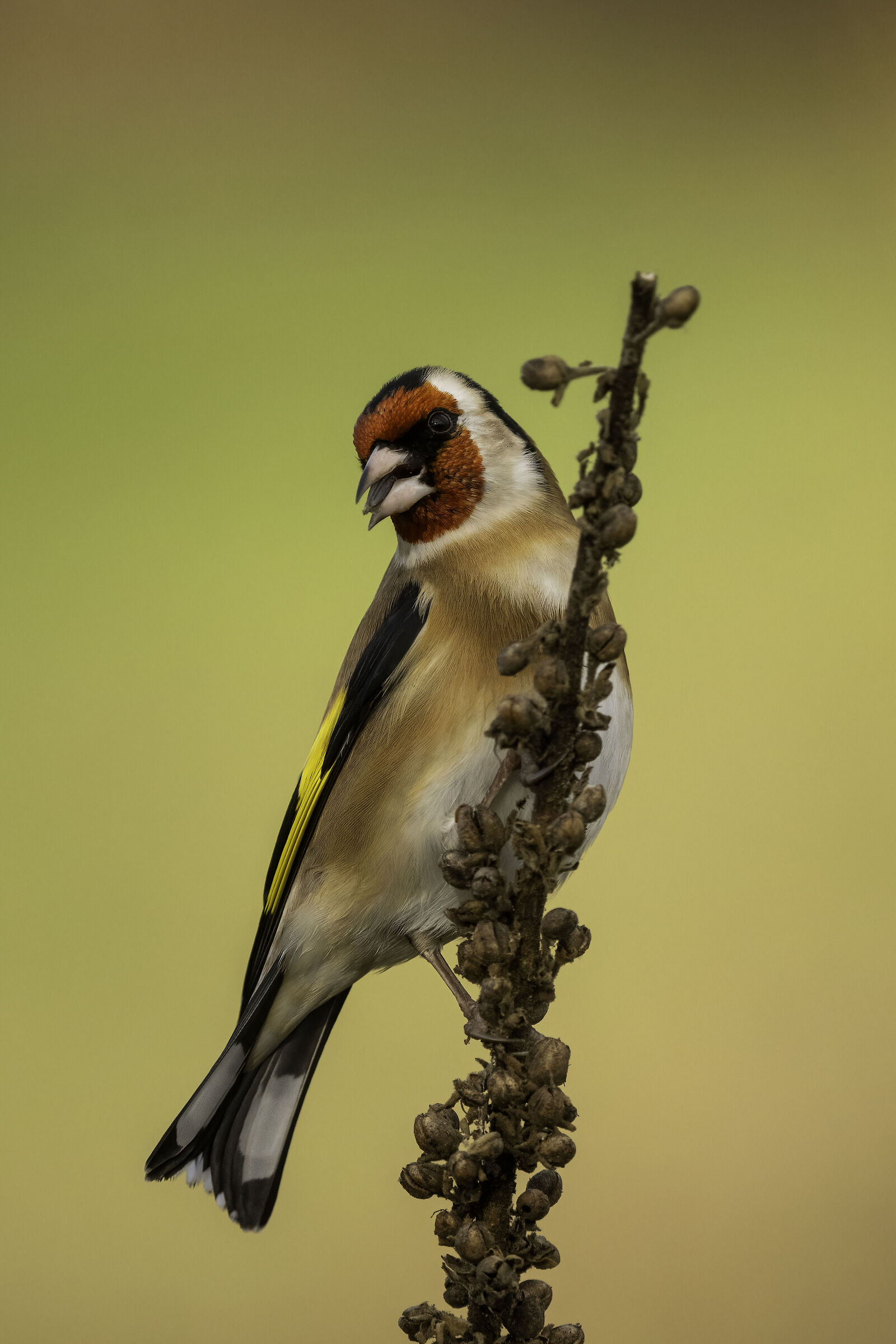 Goldfinch