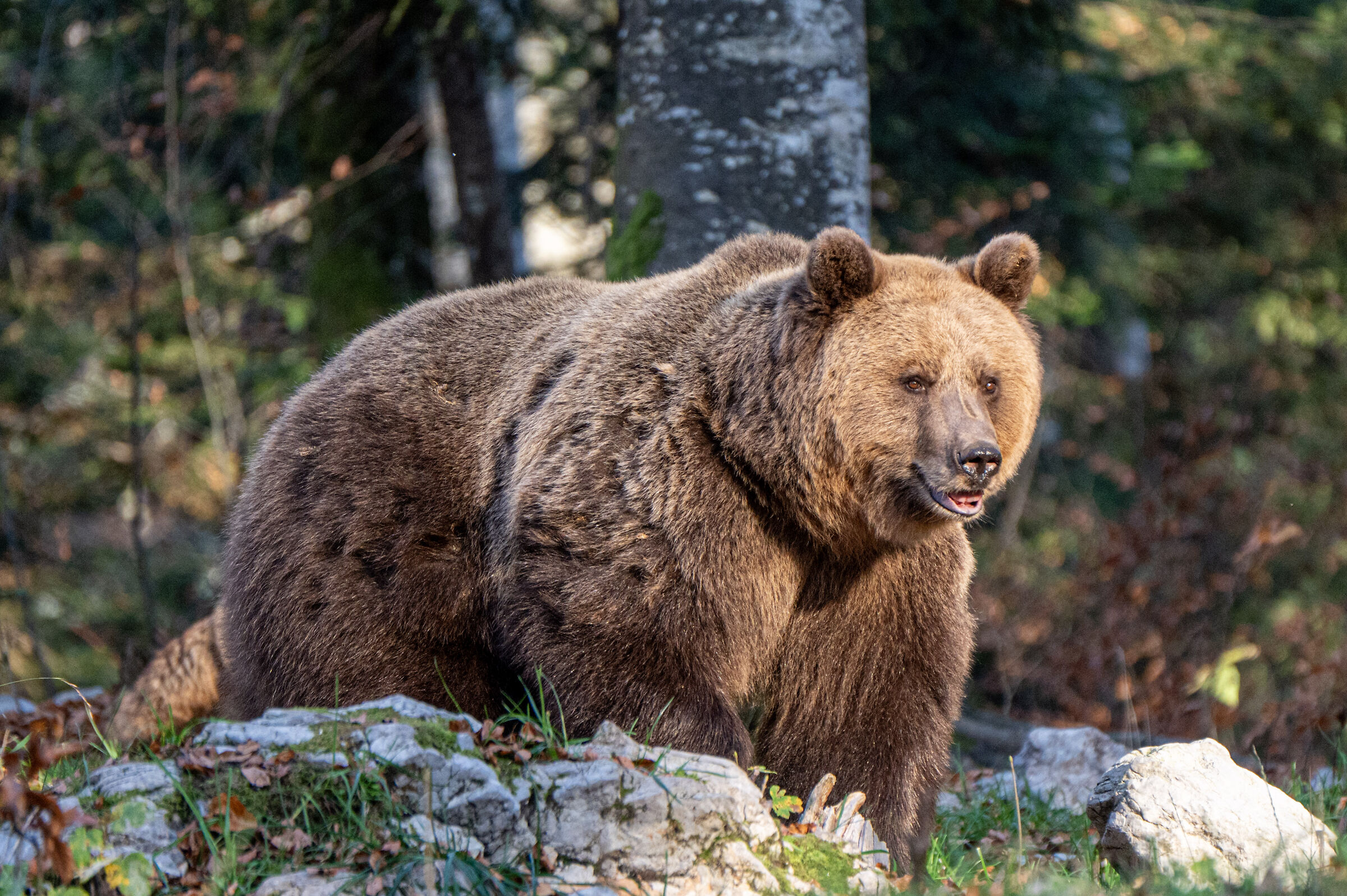 Mio orso piu bello