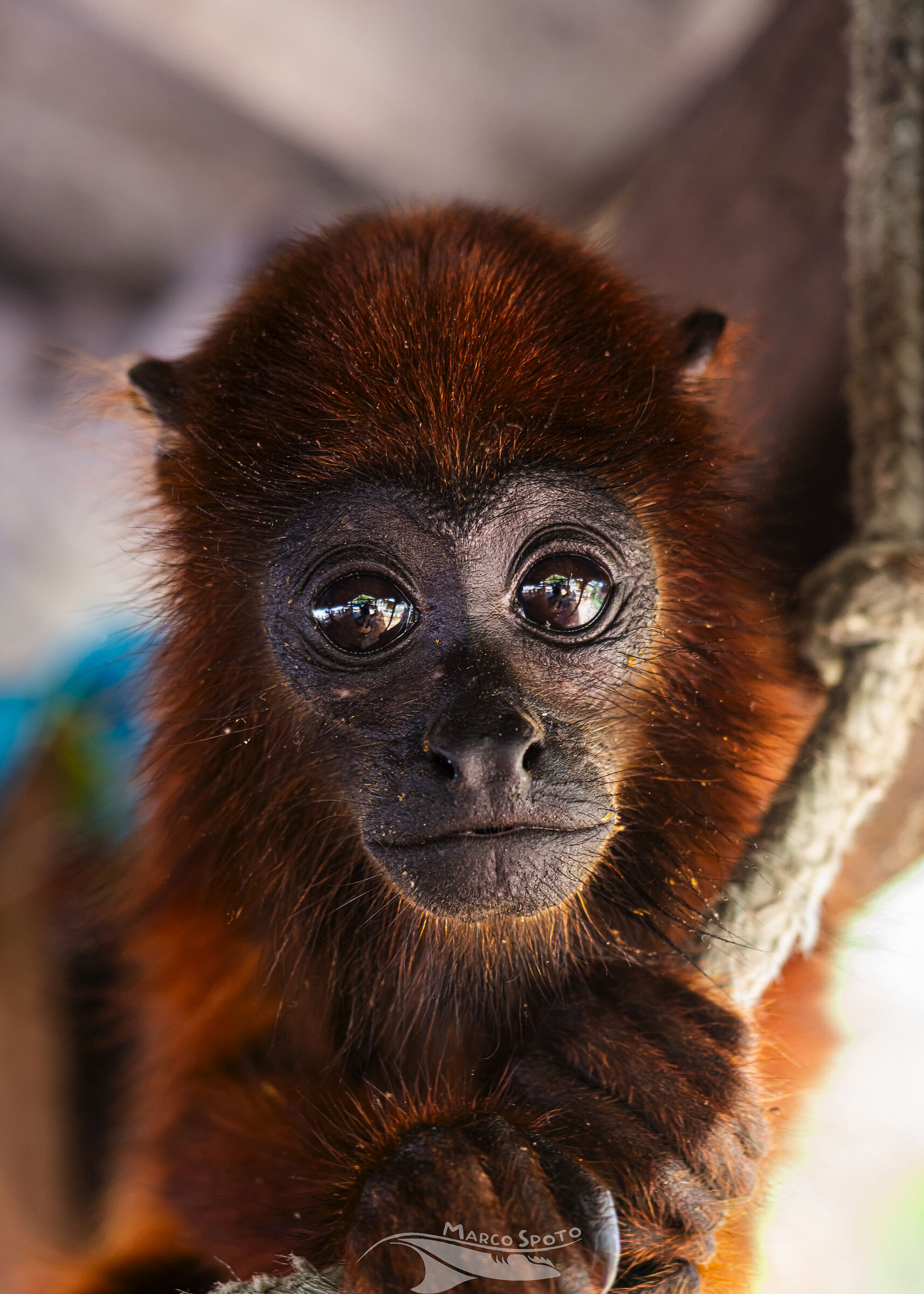 Scimmietta Amazzonica