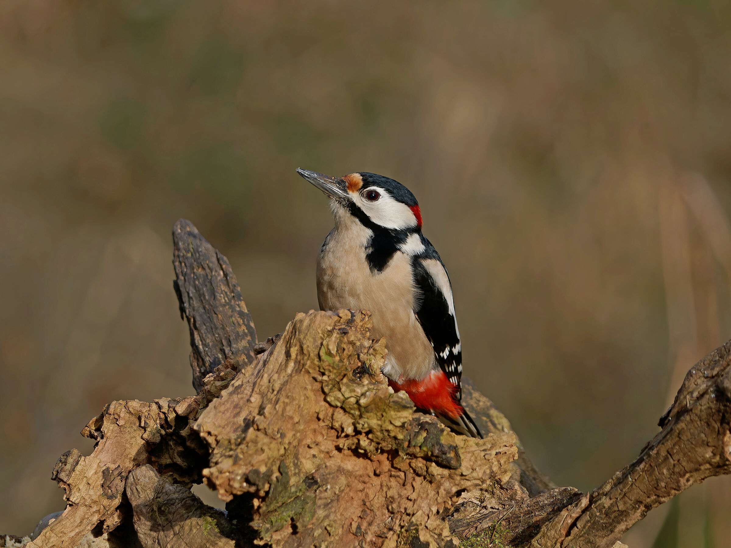 Spotted woodpecker