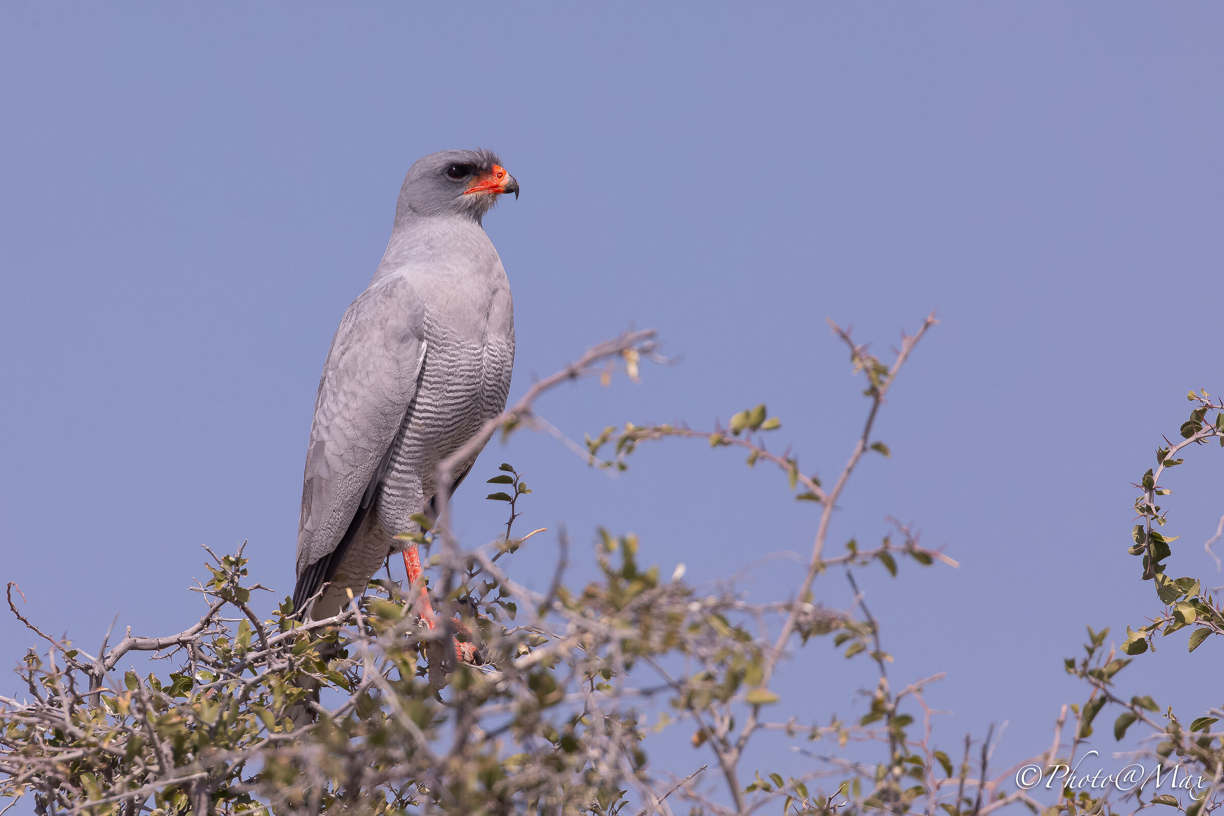 Astore canoro pallido